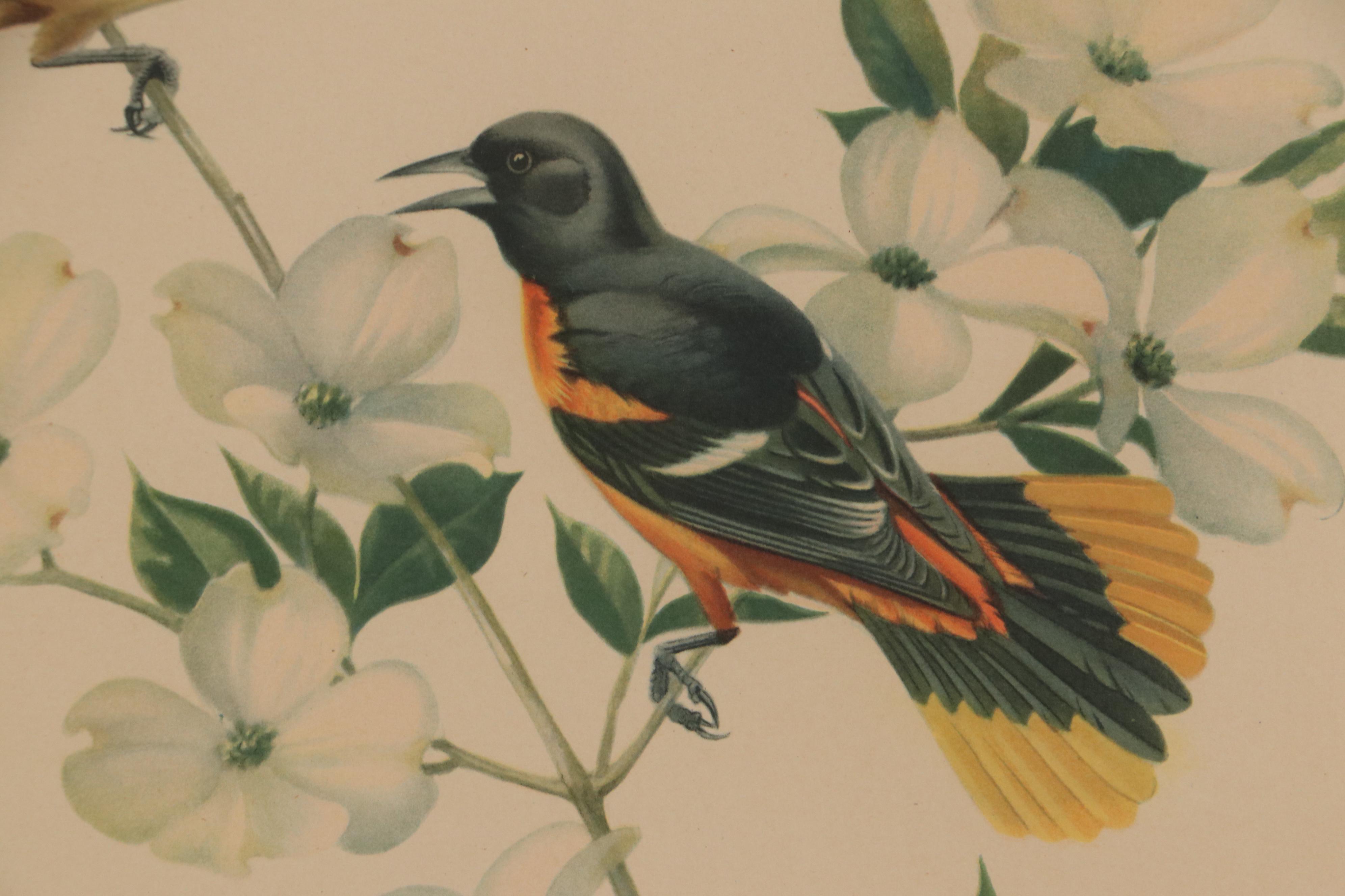 Offset Lithograph After Roger Tory Peterson "Baltimore Oriole"