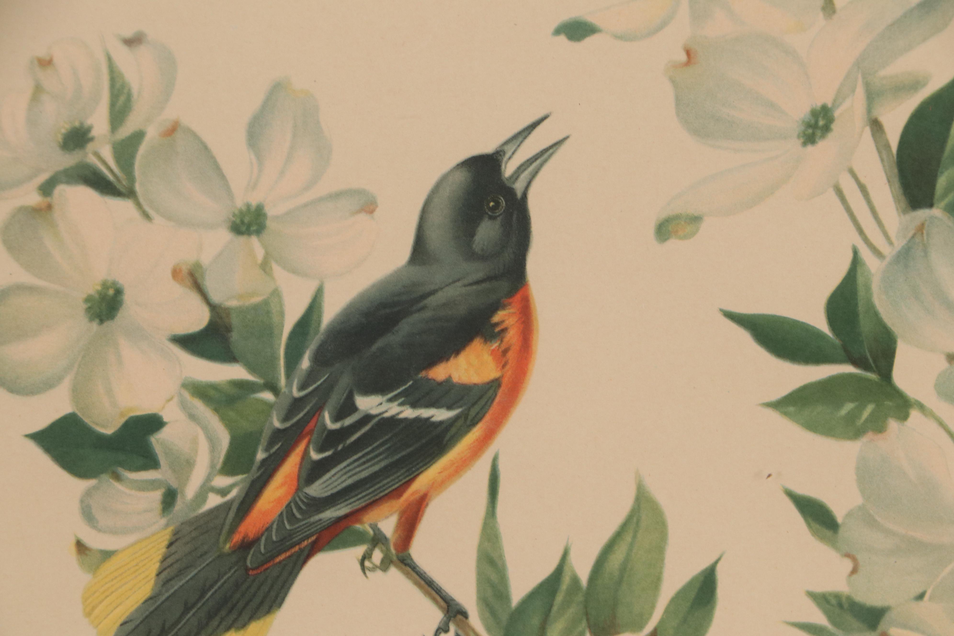 Offset Lithograph After Roger Tory Peterson "Baltimore Oriole"