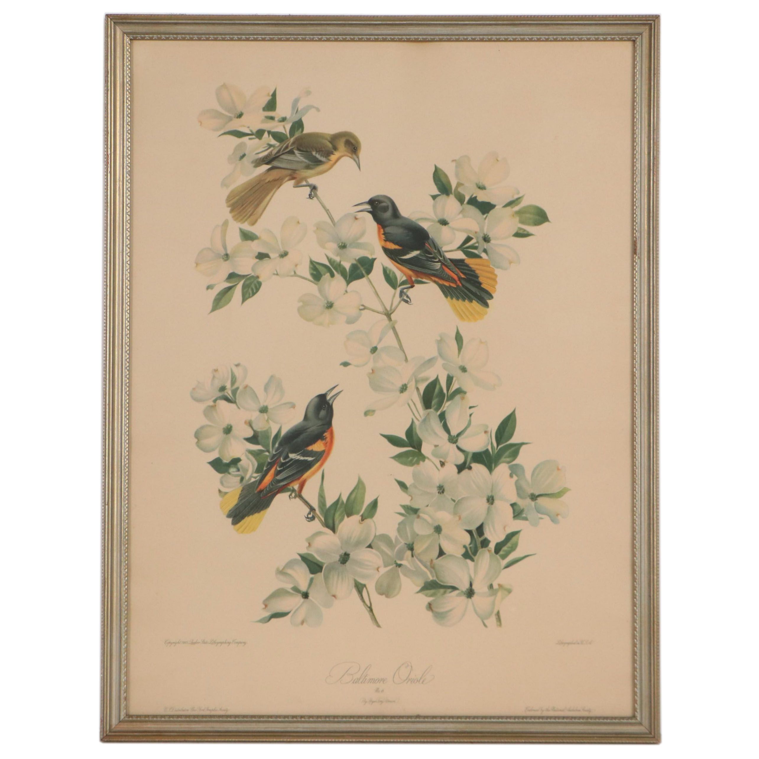 Offset Lithograph After Roger Tory Peterson "Baltimore Oriole"