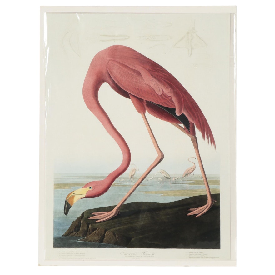 Offset Lithograph After John James Audubon "American Flamingo"