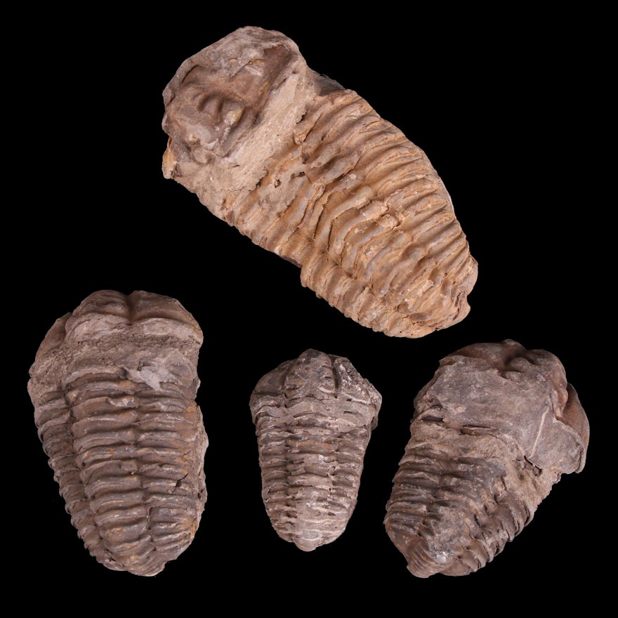 Calymene Trilobite Fossil Specimens