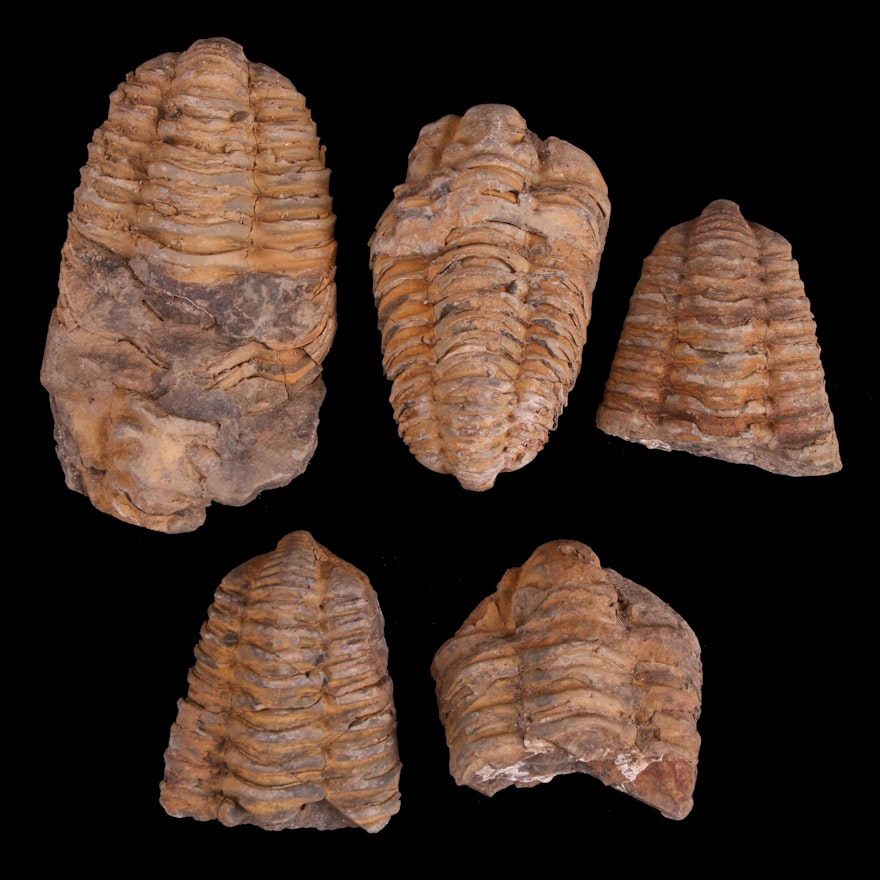 Calymene Trilobite Fossil Specimens