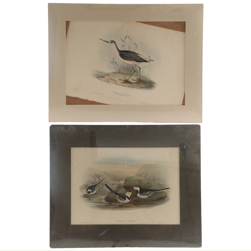 John Gould Hand-Colored Lithographs of Bird Species, 19th Century