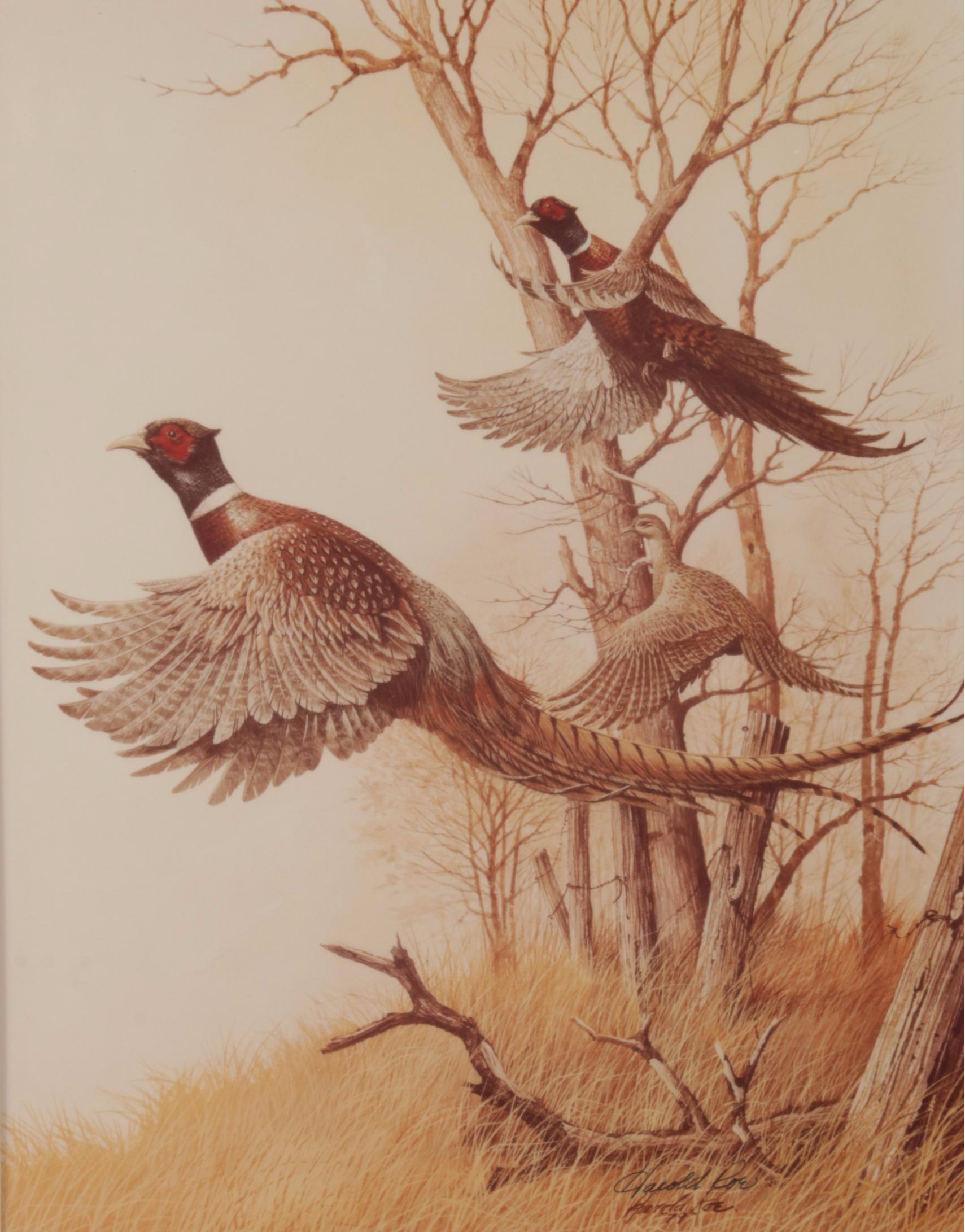 Harold Roe Avian Wildlife Offset Lithographs, Circa 1970