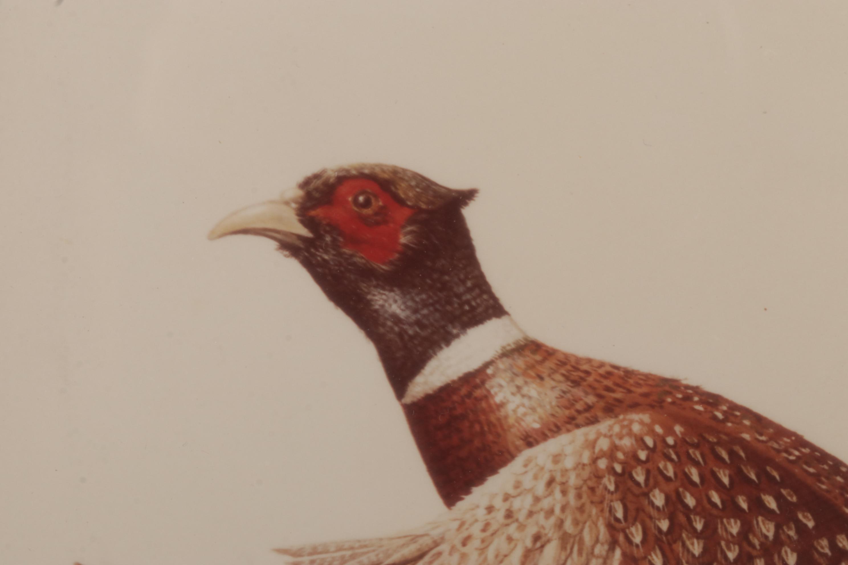Harold Roe Avian Wildlife Offset Lithographs, Circa 1970