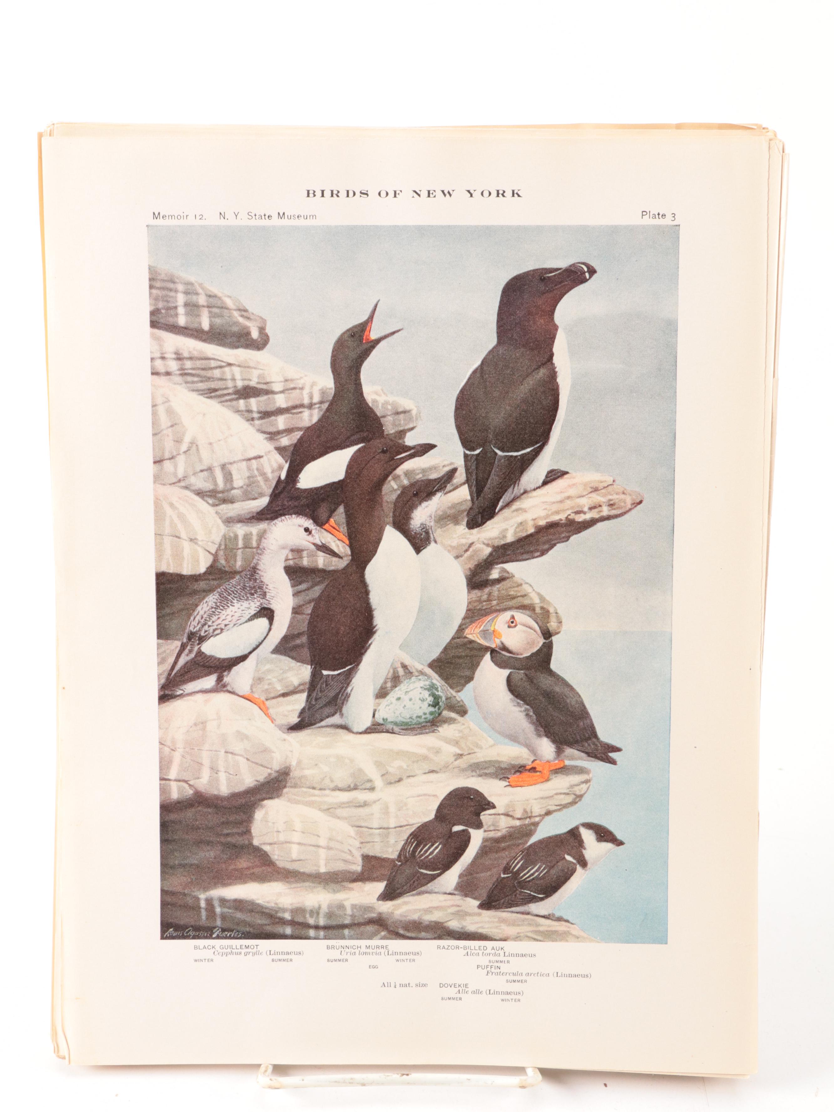 Ornithology Folios, Early to Mid-20th Century