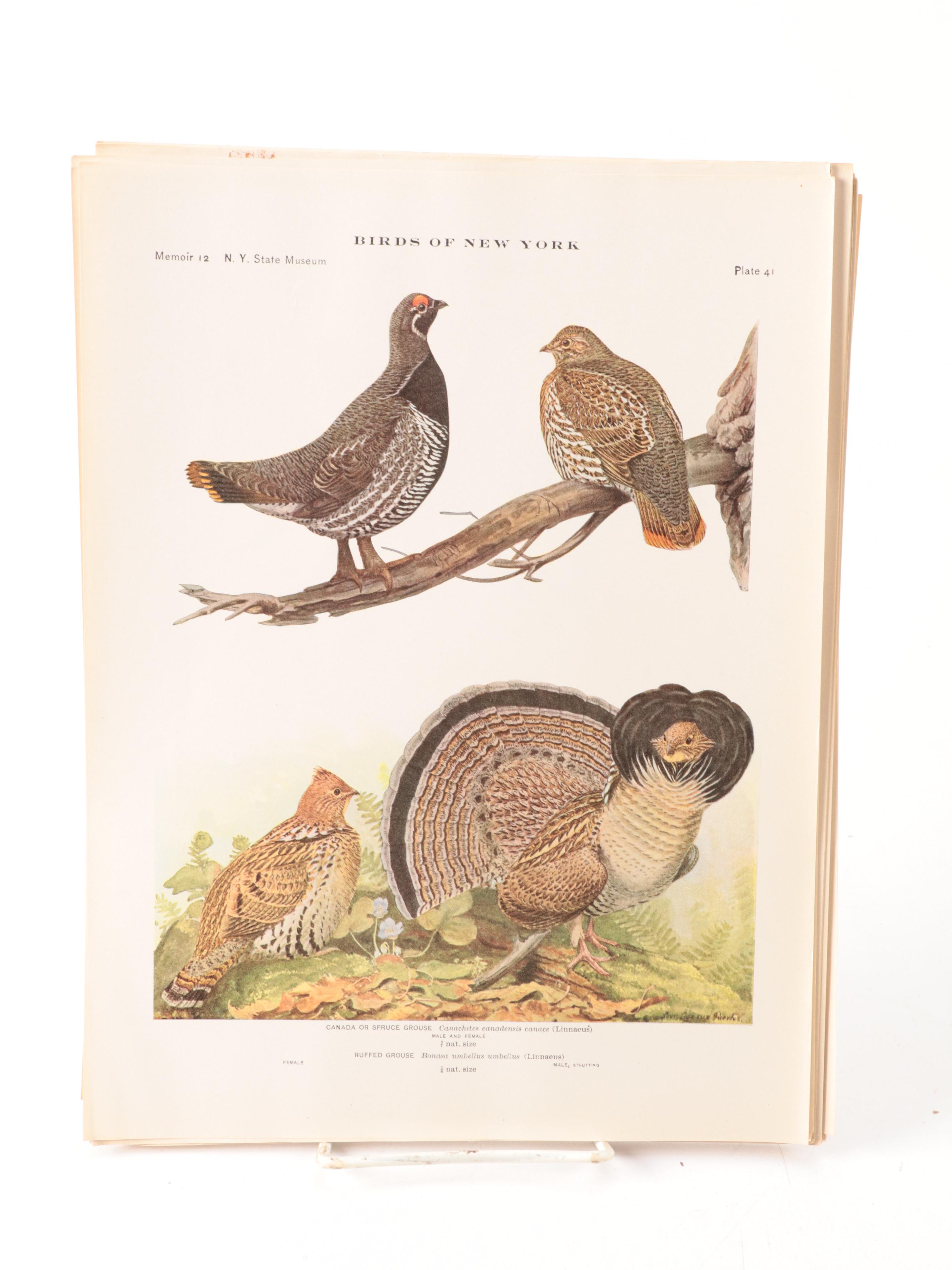 Ornithology Folios, Early to Mid-20th Century