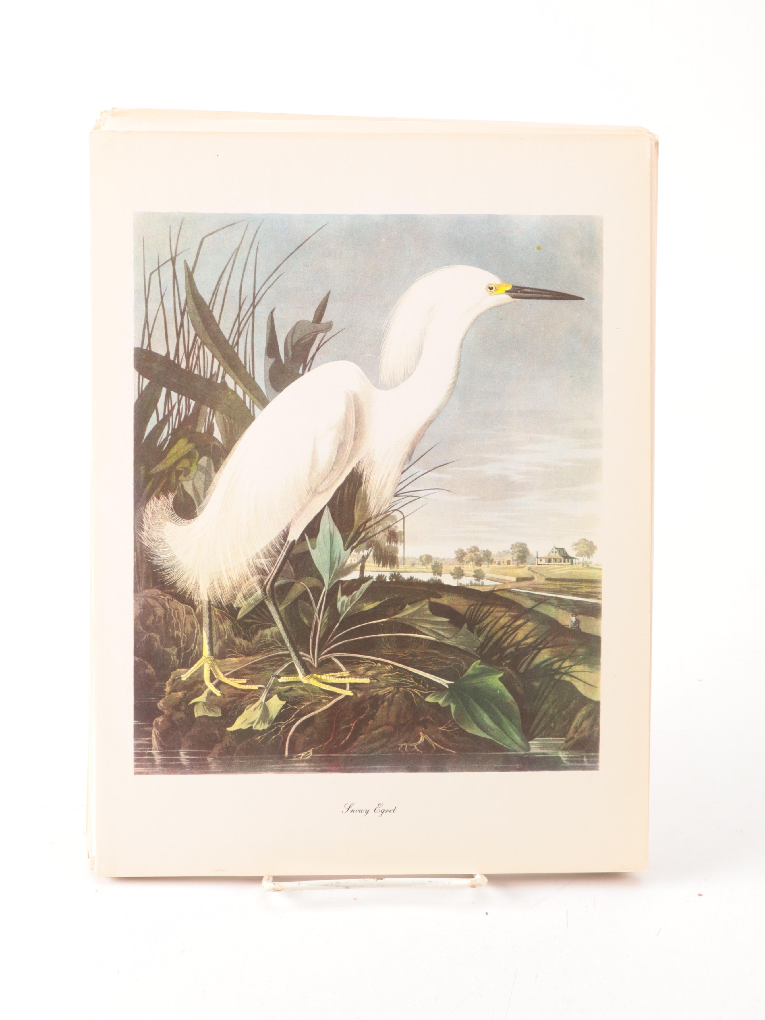Ornithology Folios, Early to Mid-20th Century