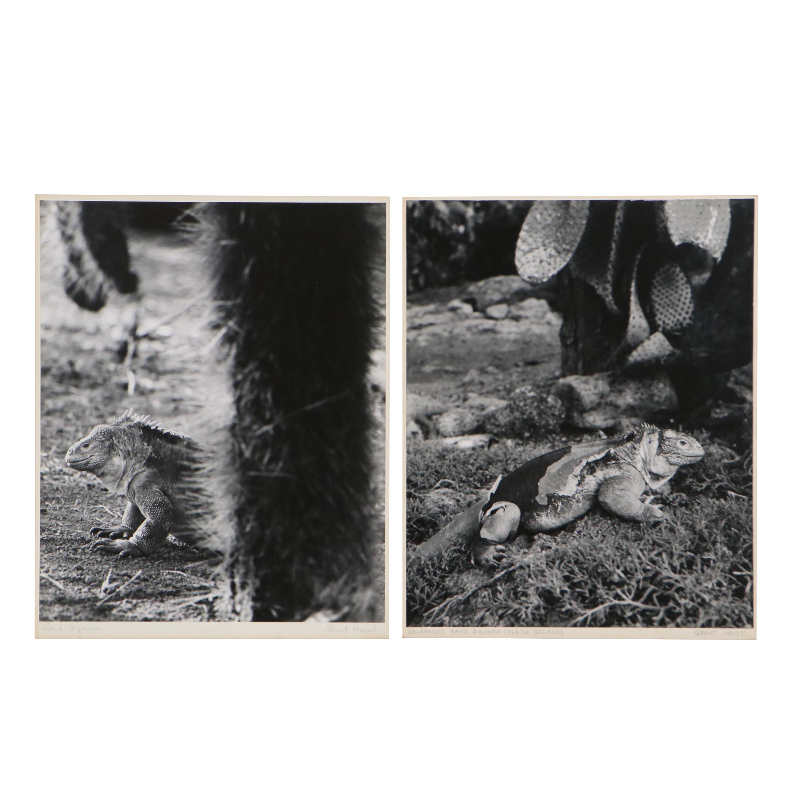 Grant Haist Silver Prints of Iguanas