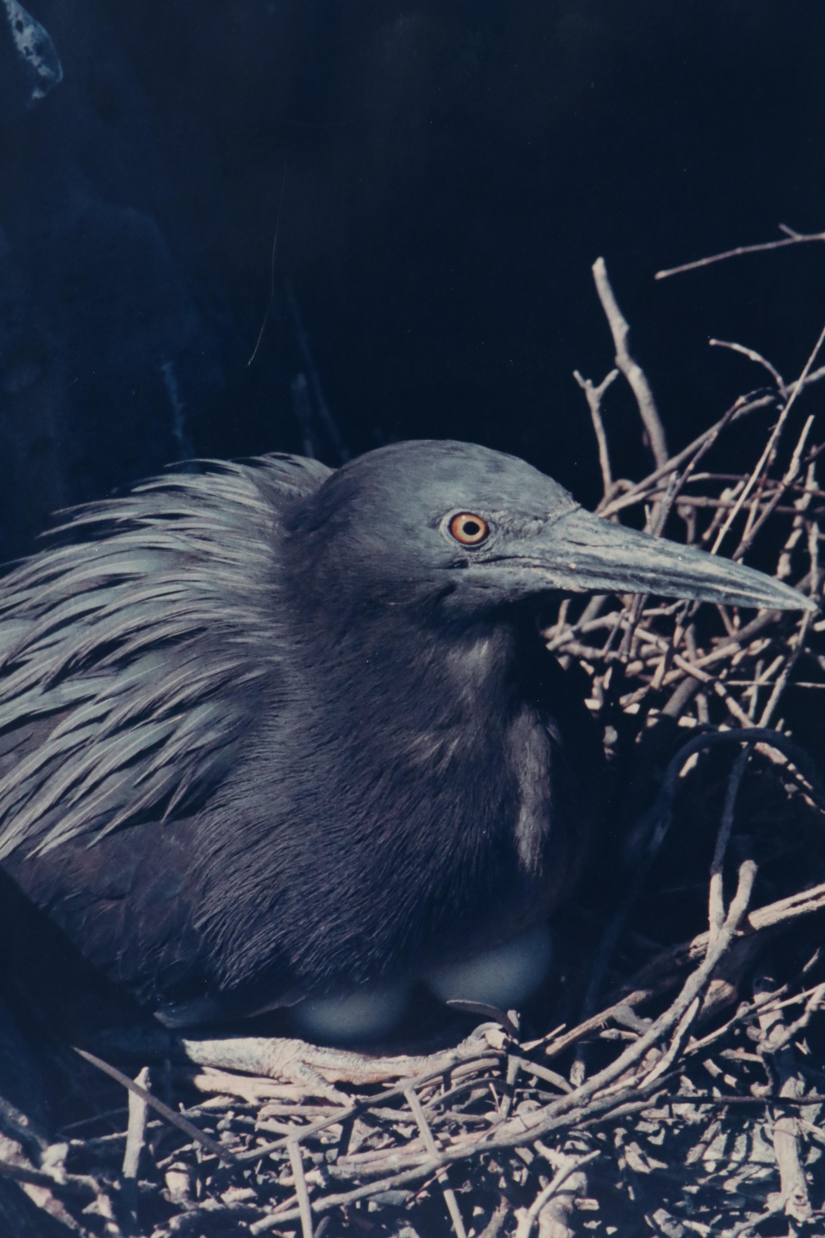 Grant Haist Chromogenic Photographs Night Heron and Great Frigate Bird