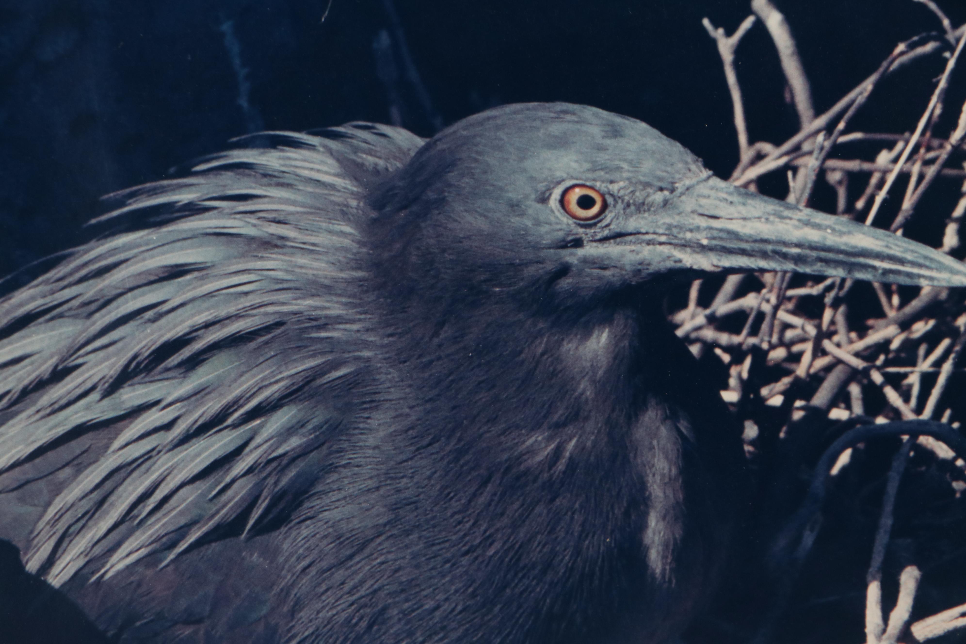 Grant Haist Chromogenic Photographs Night Heron and Great Frigate Bird