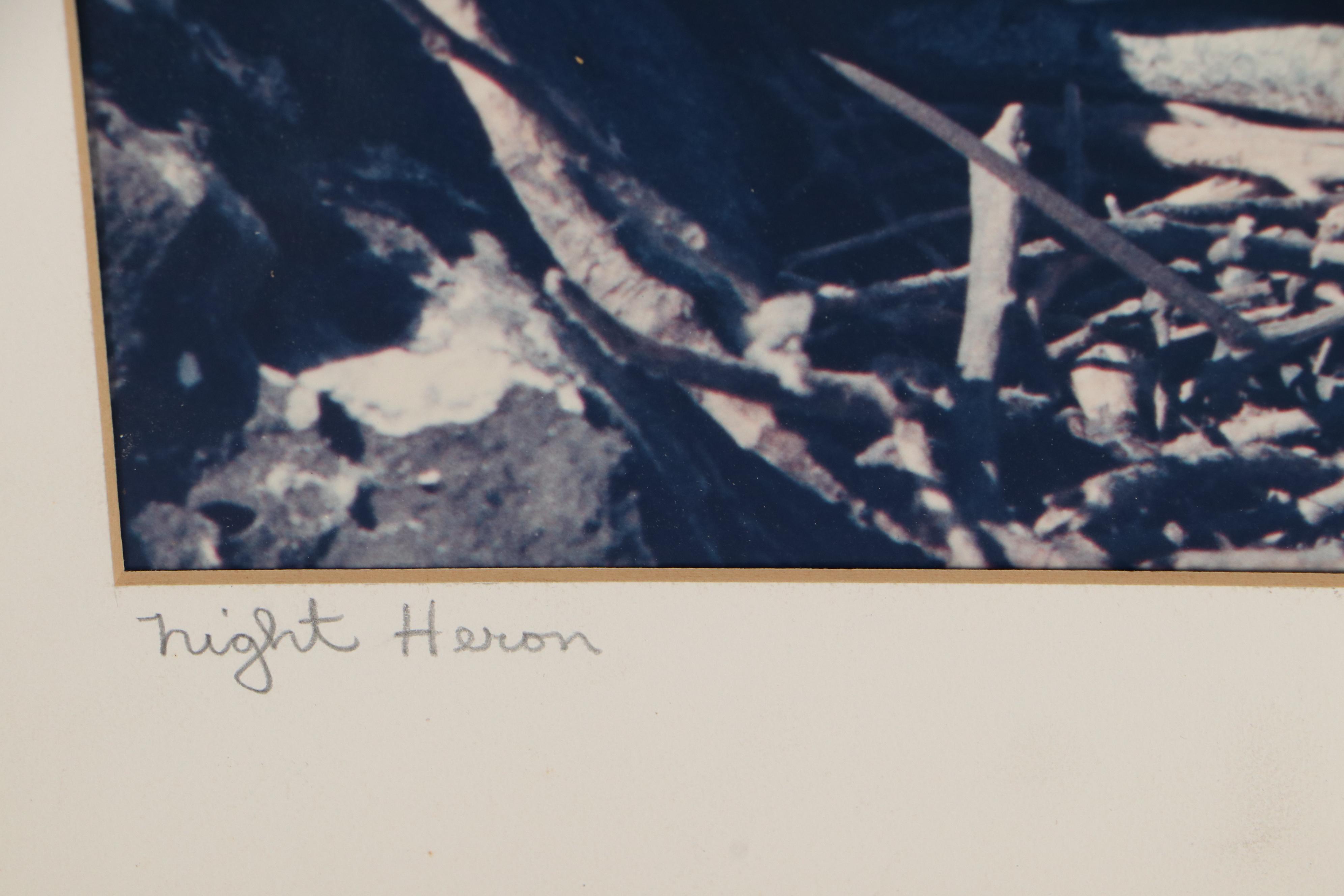 Grant Haist Chromogenic Photographs Night Heron and Great Frigate Bird