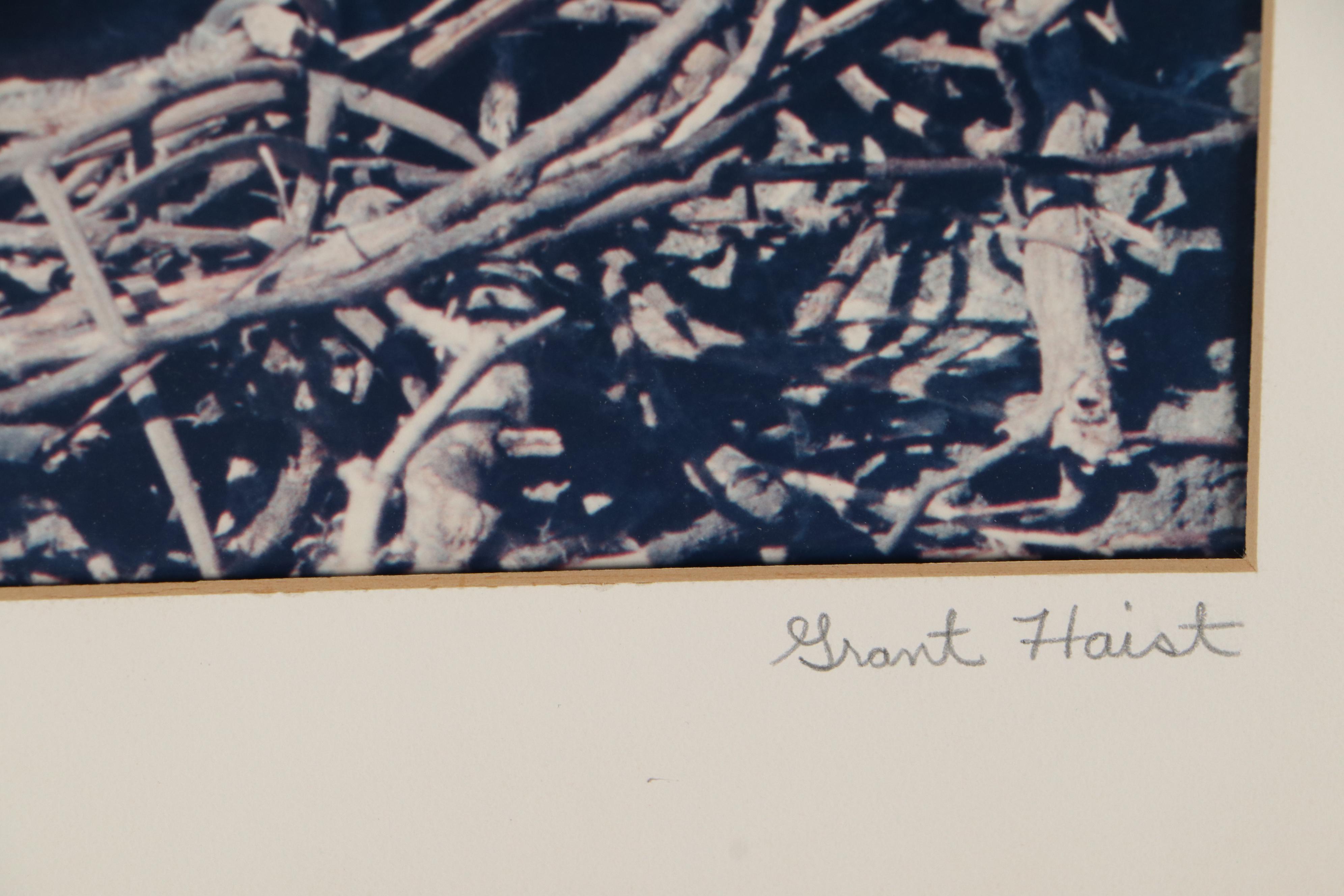 Grant Haist Chromogenic Photographs Night Heron and Great Frigate Bird