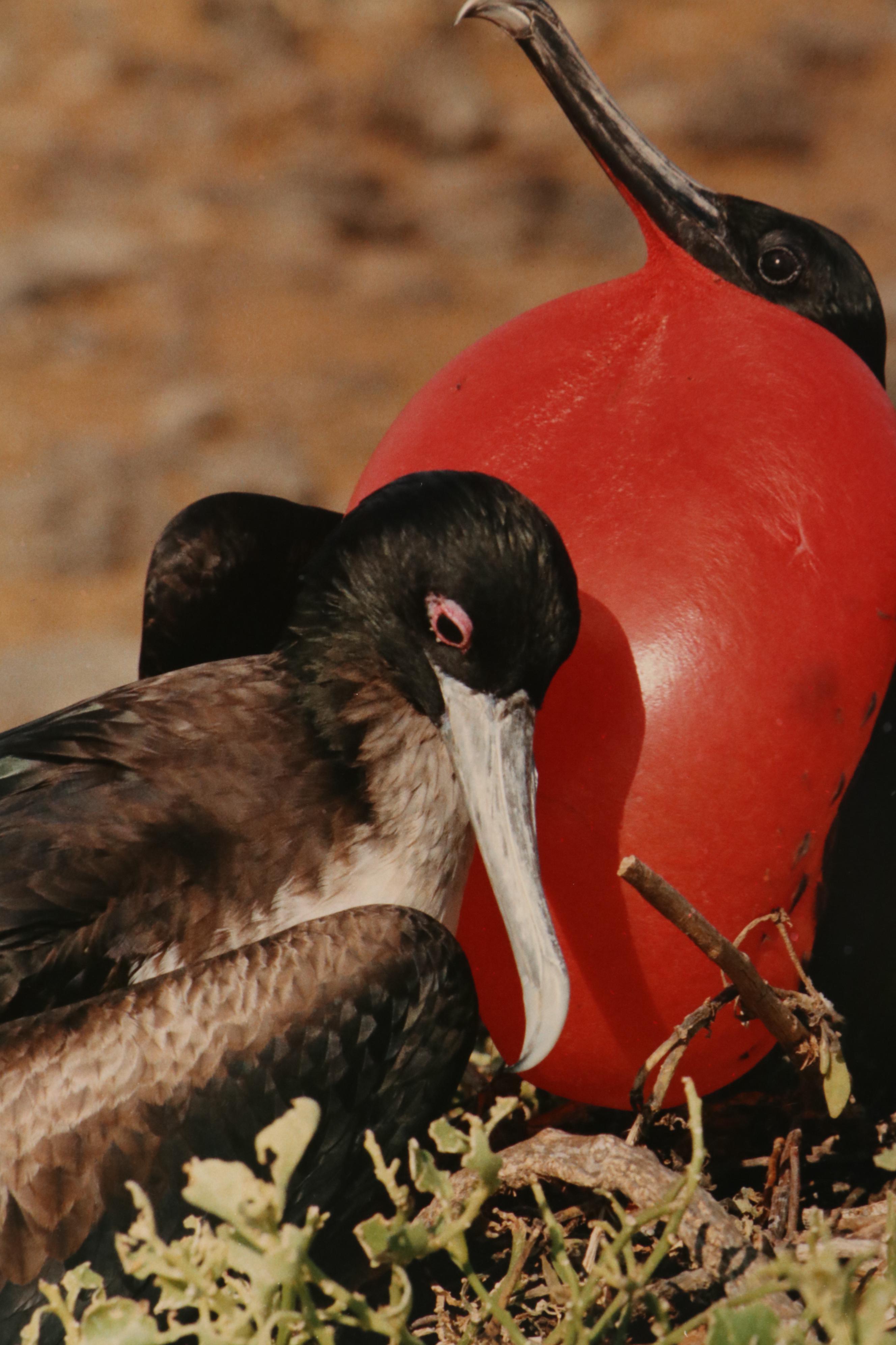 Grant Haist Chromogenic Photographs Night Heron and Great Frigate Bird