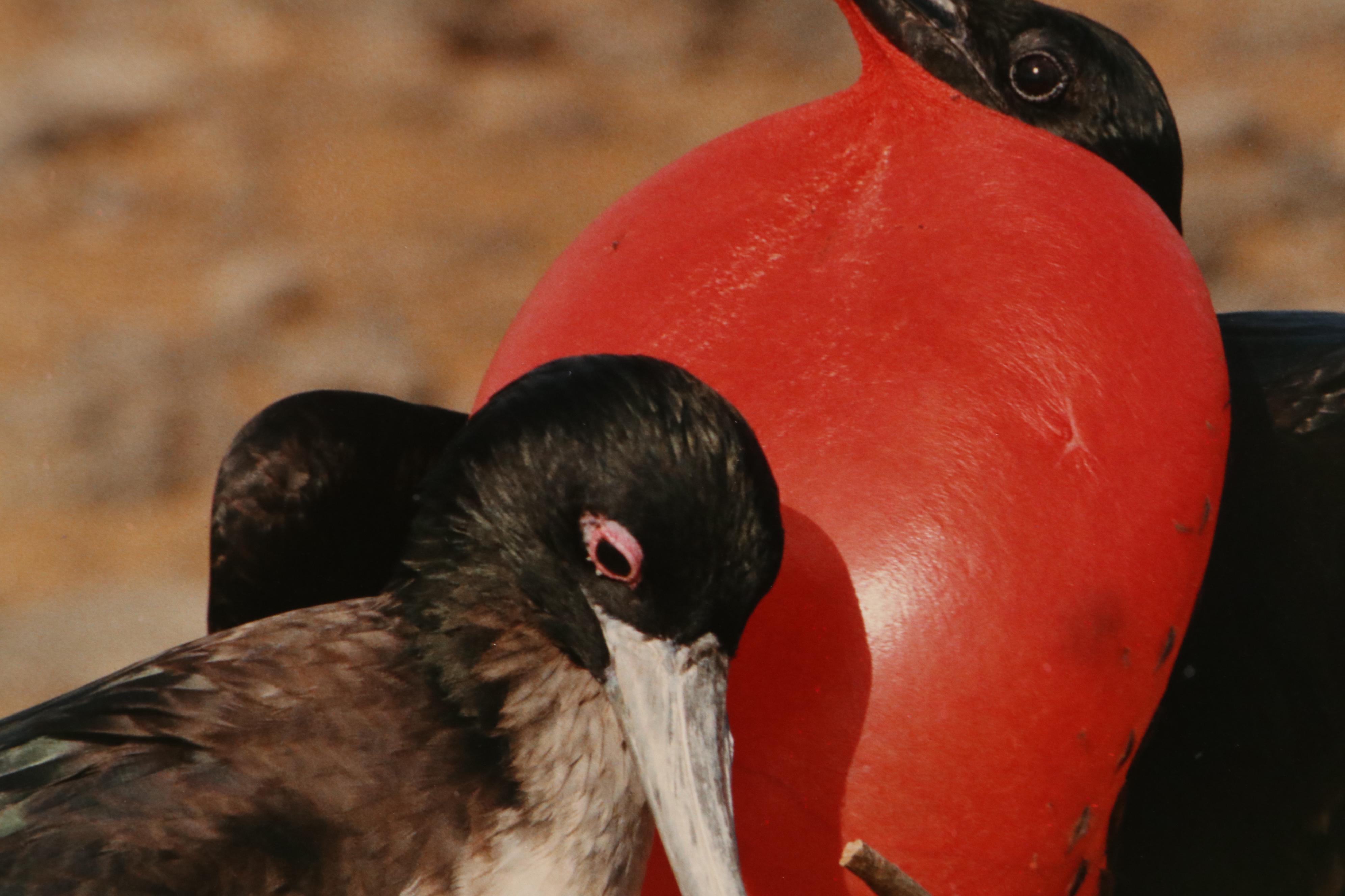 Grant Haist Chromogenic Photographs Night Heron and Great Frigate Bird