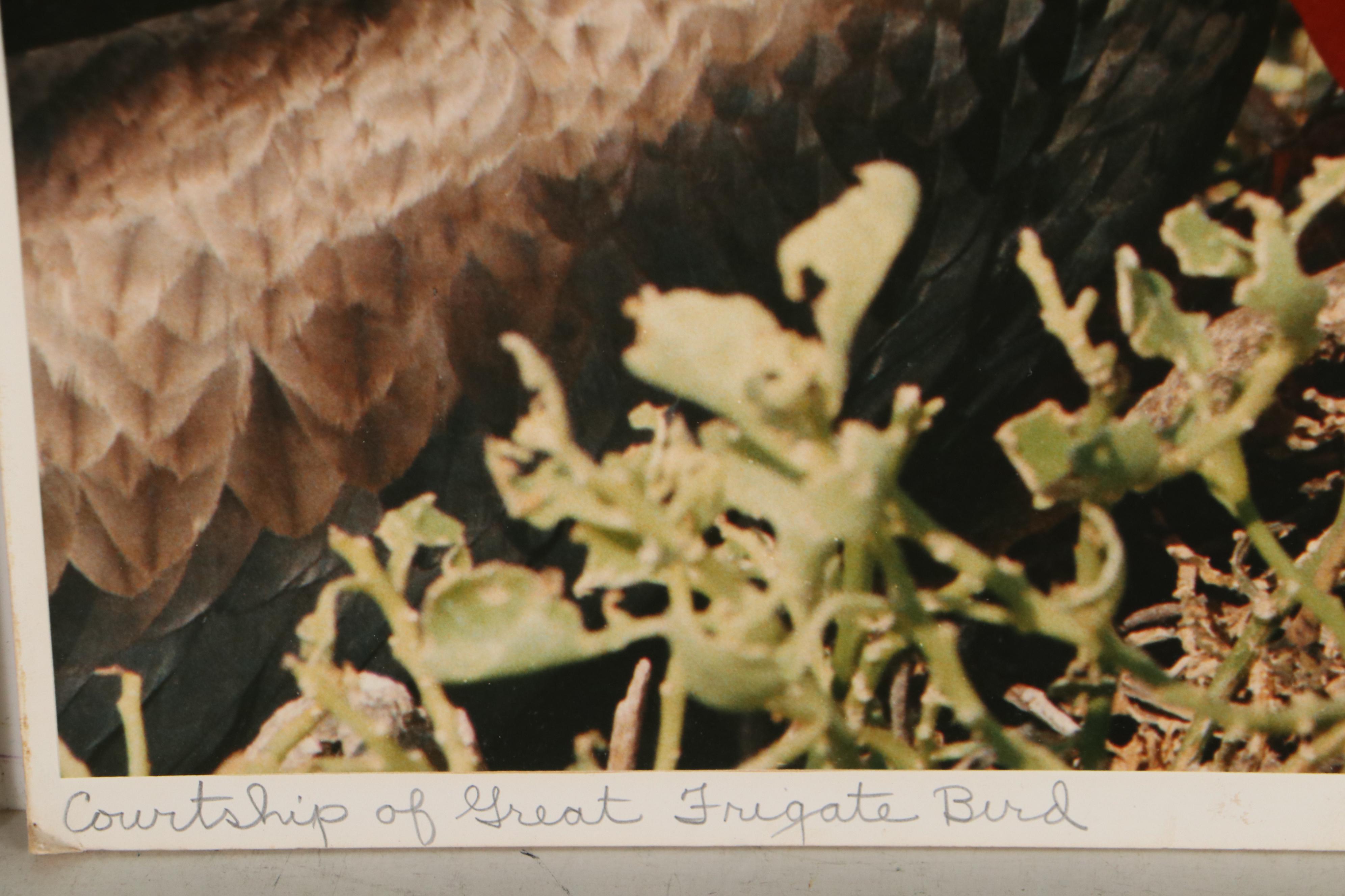 Grant Haist Chromogenic Photographs Night Heron and Great Frigate Bird