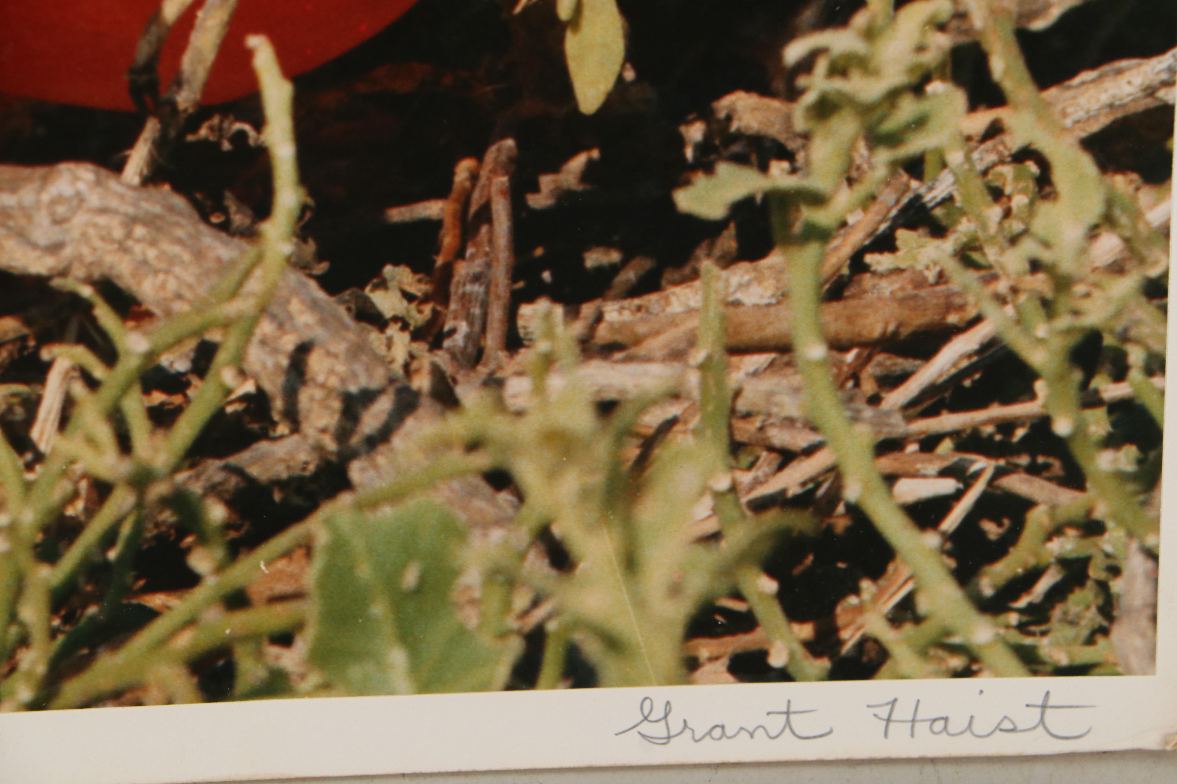 Grant Haist Chromogenic Photographs Night Heron and Great Frigate Bird