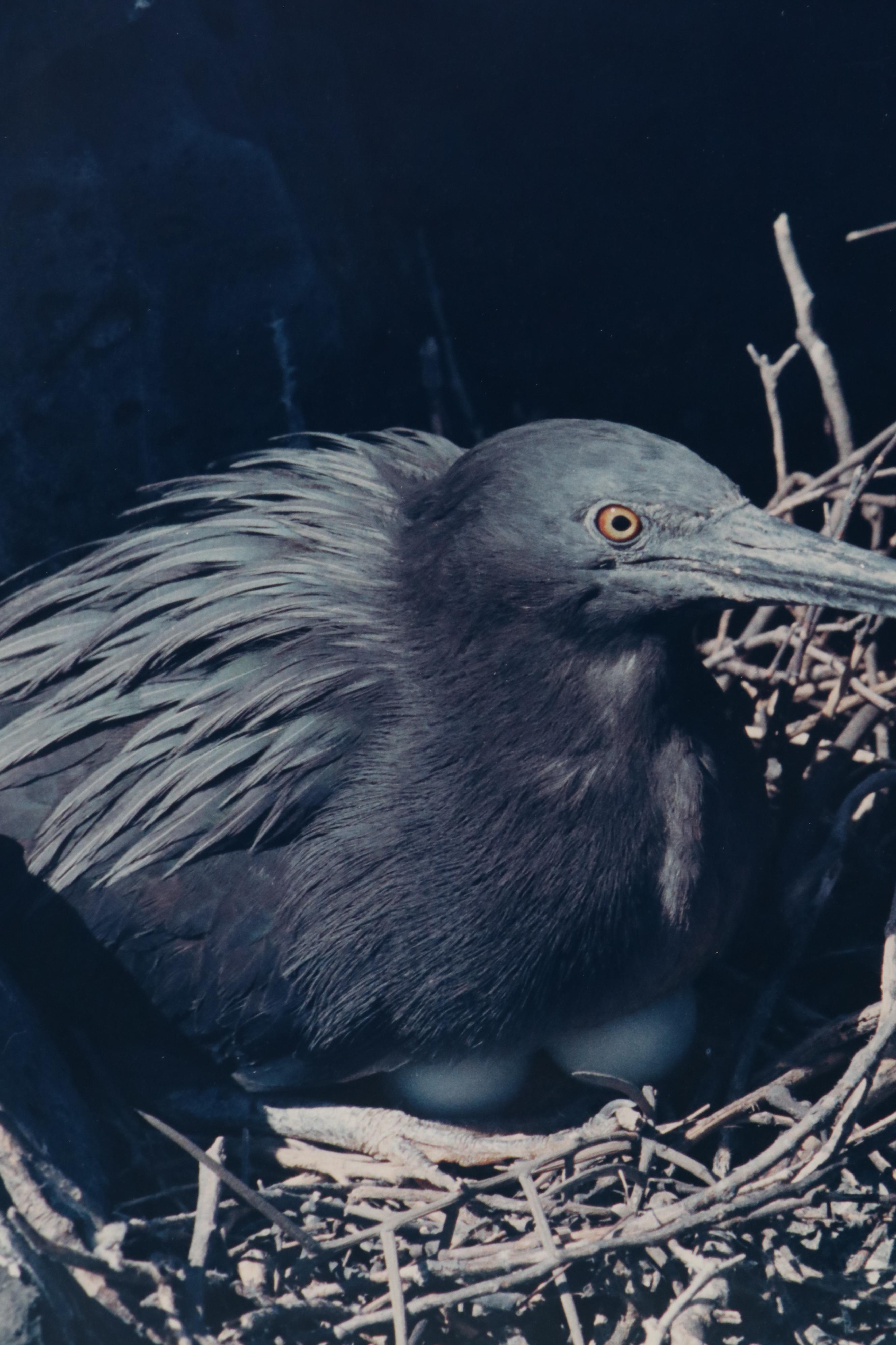 Grant Haist Silver Print Photographs of Birds