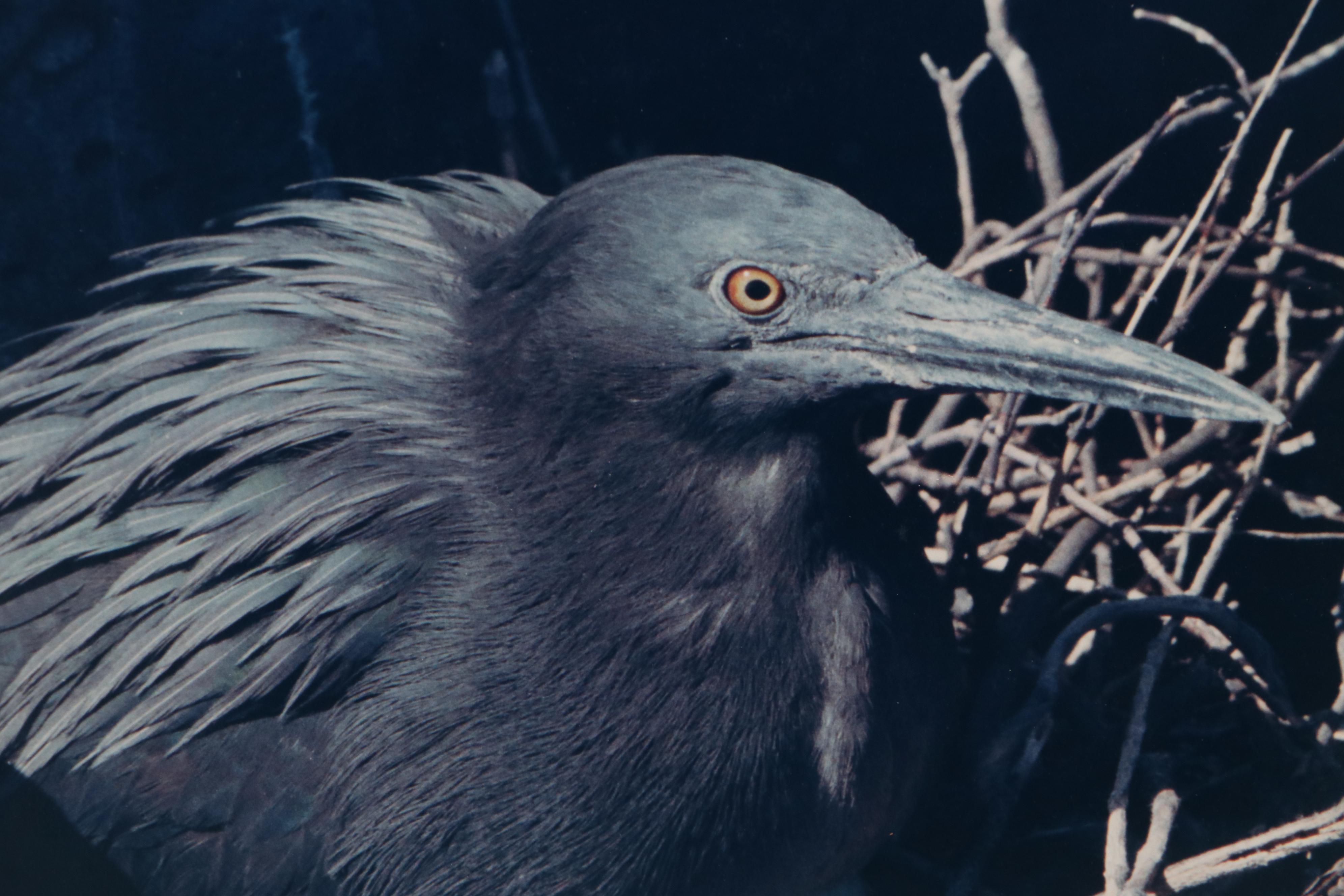 Grant Haist Silver Print Photographs of Birds