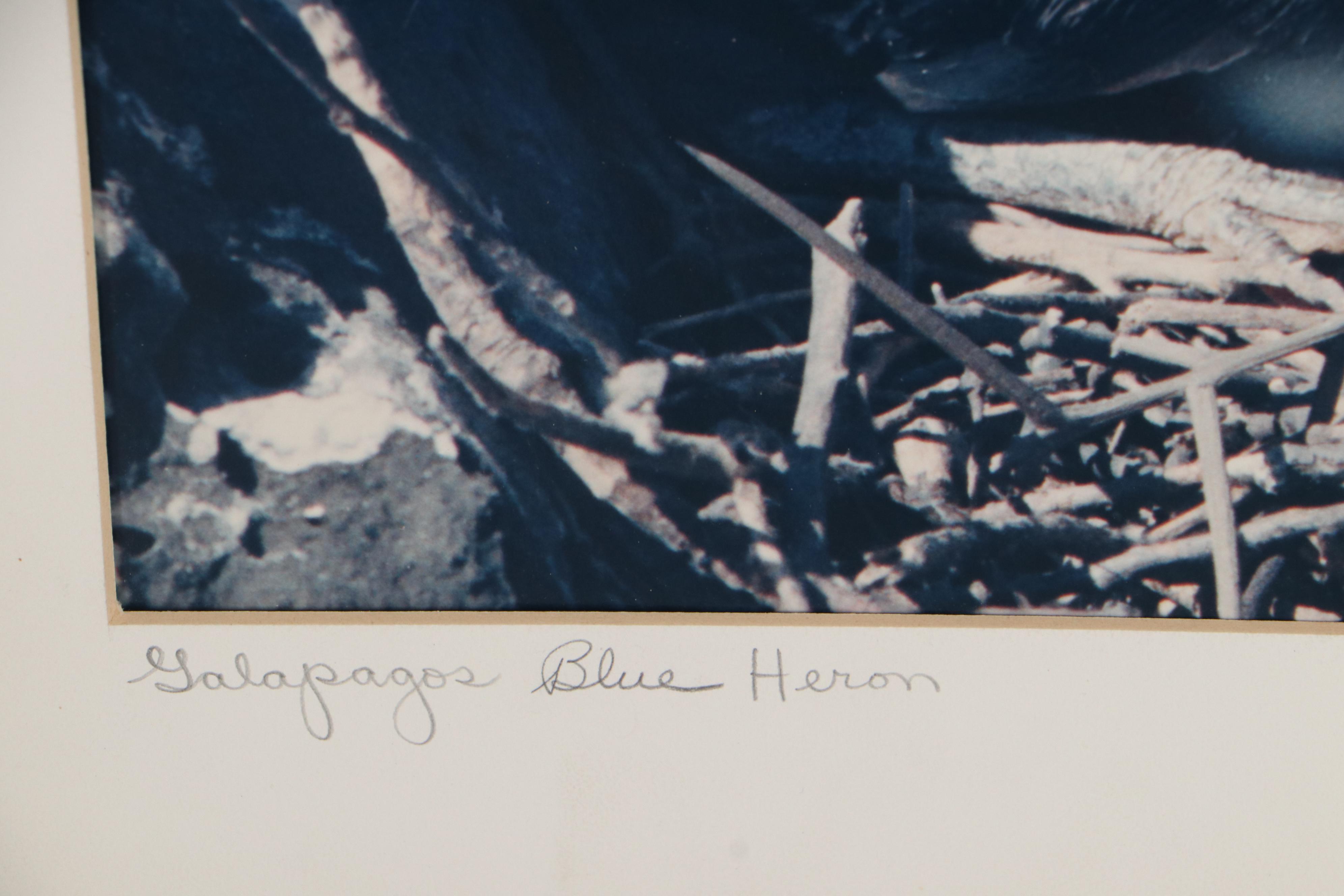 Grant Haist Silver Print Photographs of Birds