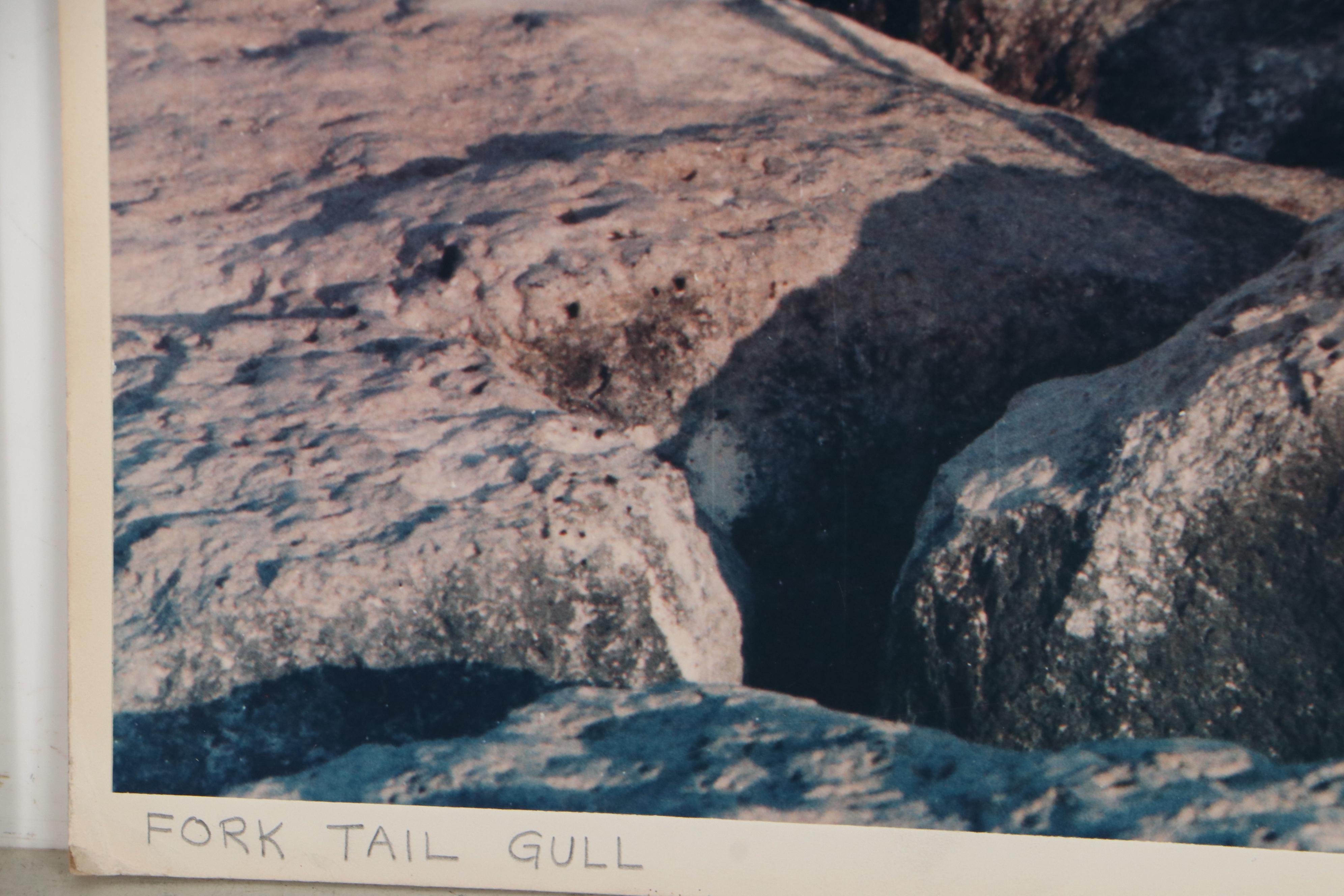 Grant Haist Silver Print Photographs of Birds