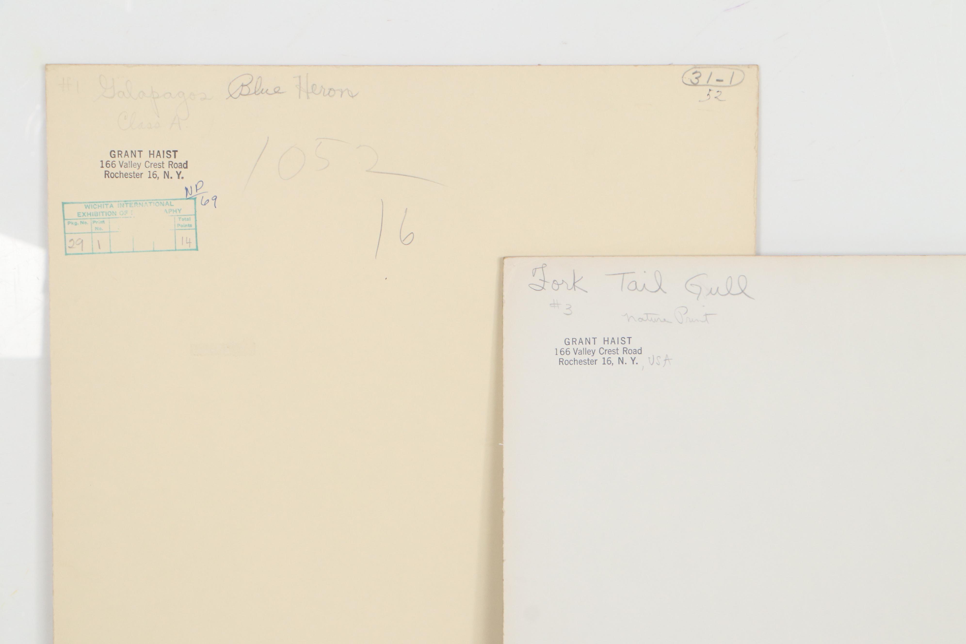 Grant Haist Silver Print Photographs of Birds