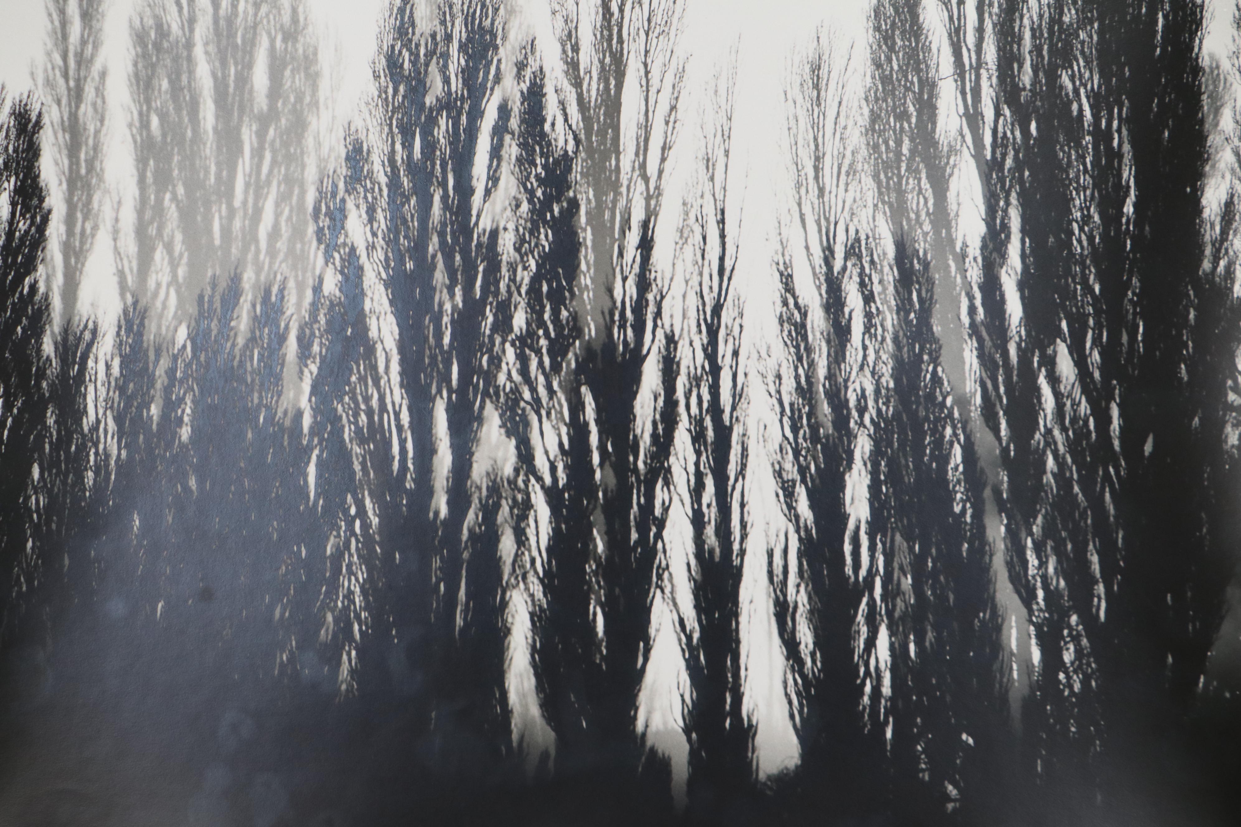 Grant Haist Silver Gelatin Landscape Photographs Including "The Forest"