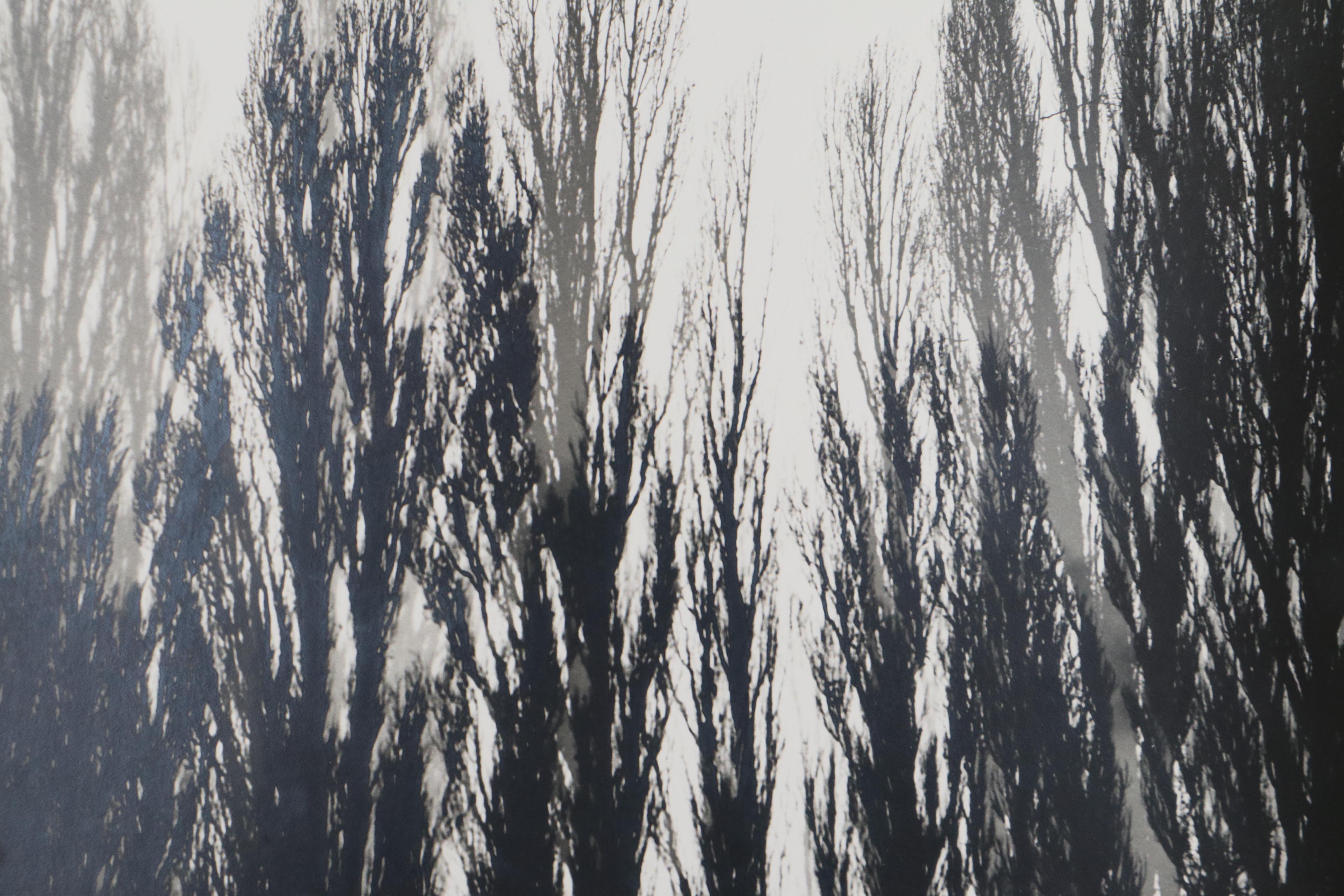 Grant Haist Silver Gelatin Landscape Photographs Including "The Forest"