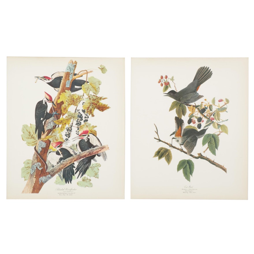 Offset Lithographs After J. J. Audubon "Cat Bird" and "Pileated Woodpecker"