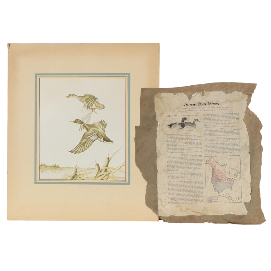 Offset Lithograph After A.H Shortt of Mallard Ducks in Flight