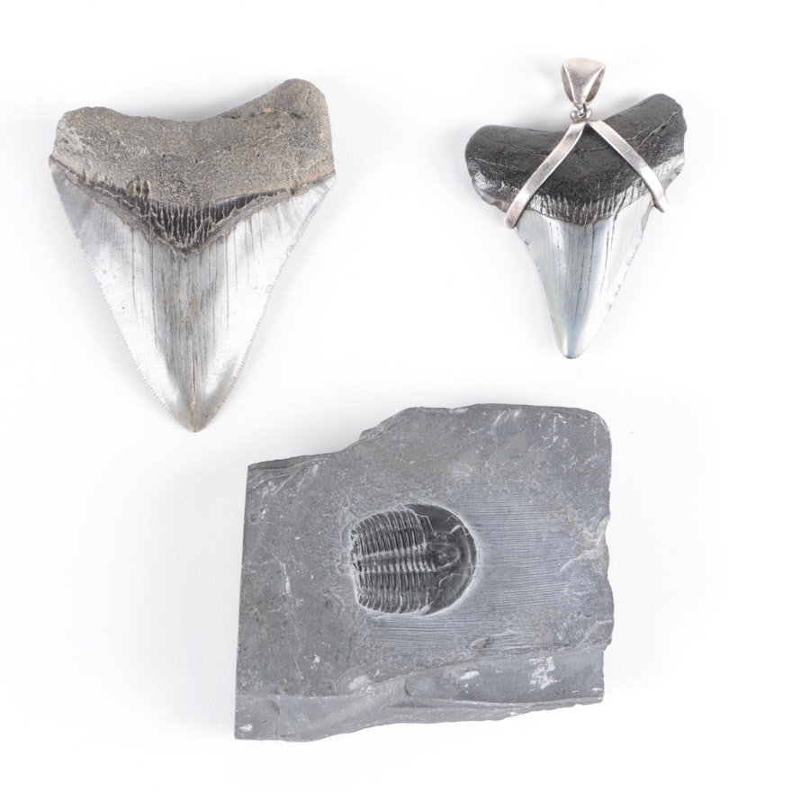 Fossil Shark Tooth Pendant, with Megalodon Tooth and Trilobite Fossil
