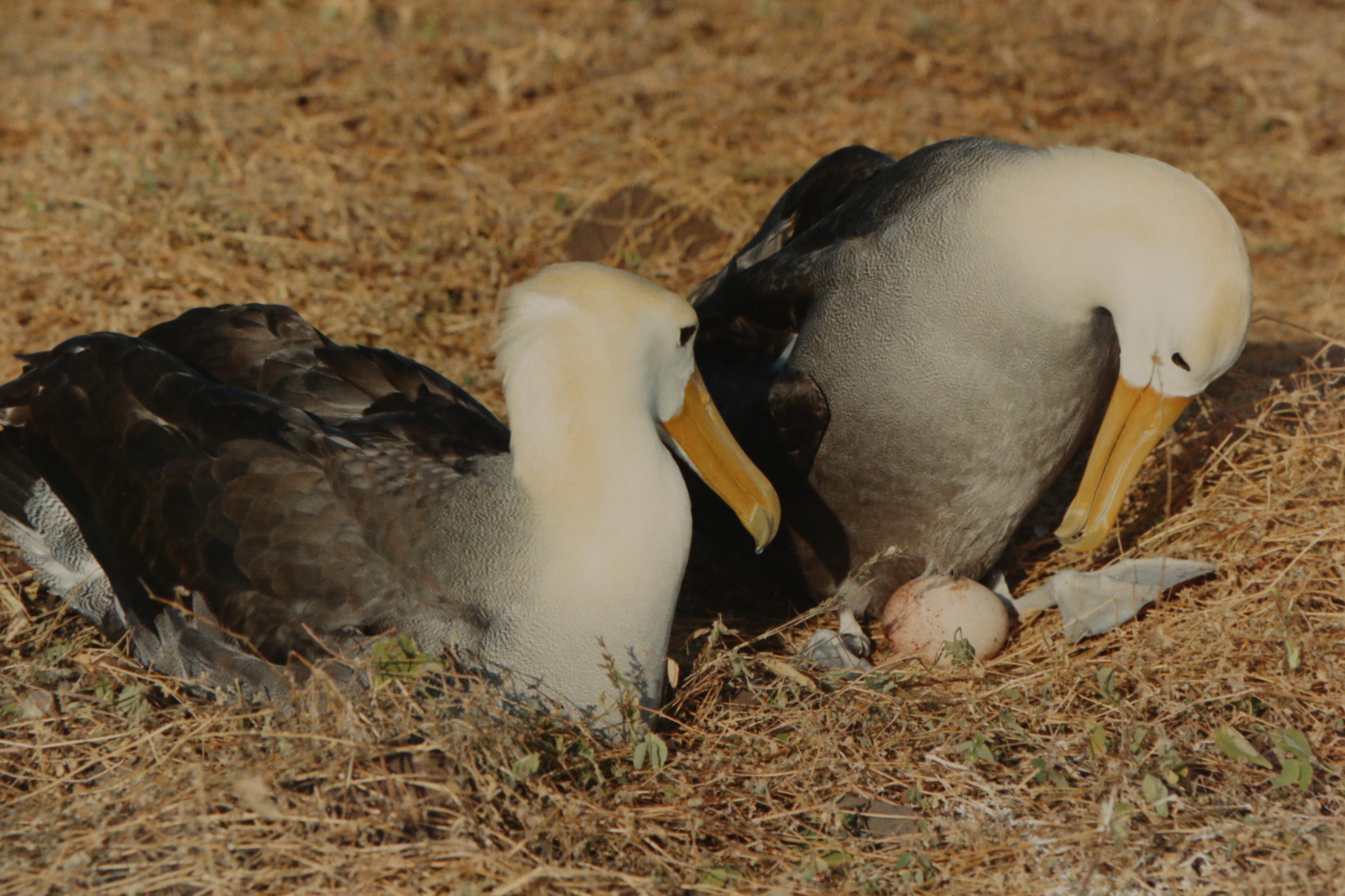 Grant Haist Silver Print Photographs Including "Galapagos Night Heron"