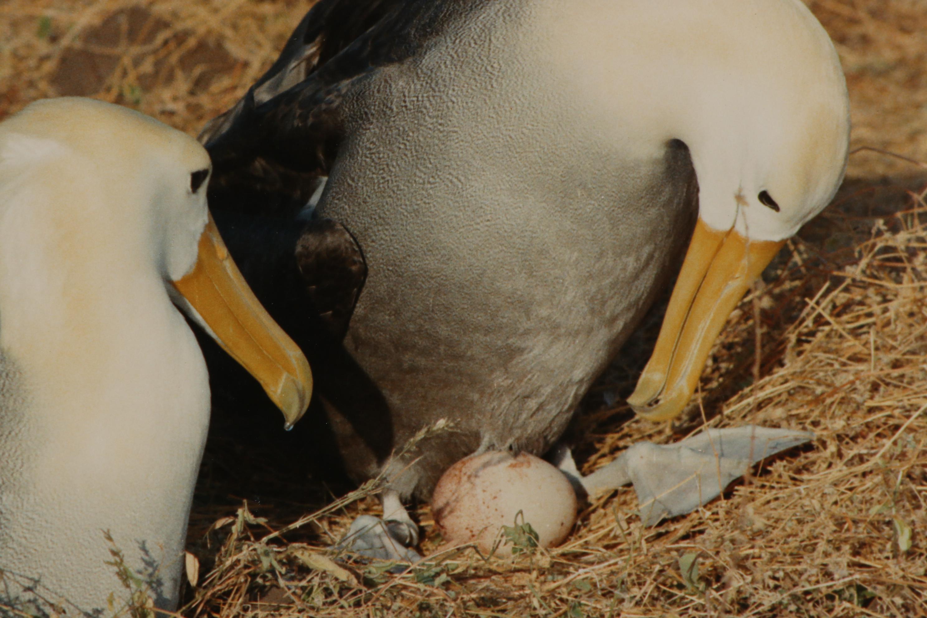 Grant Haist Silver Print Photographs Including "Galapagos Night Heron"