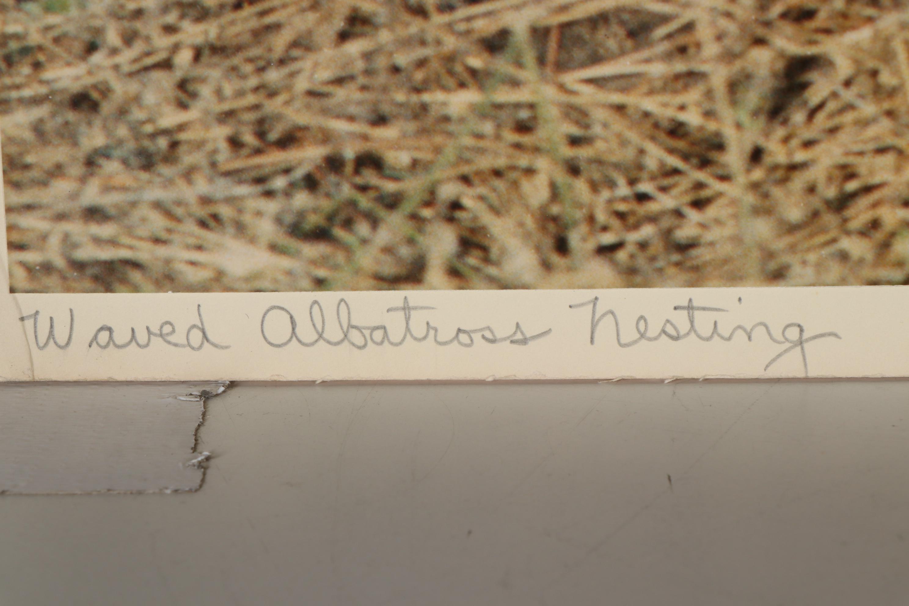 Grant Haist Silver Print Photographs Including "Galapagos Night Heron"