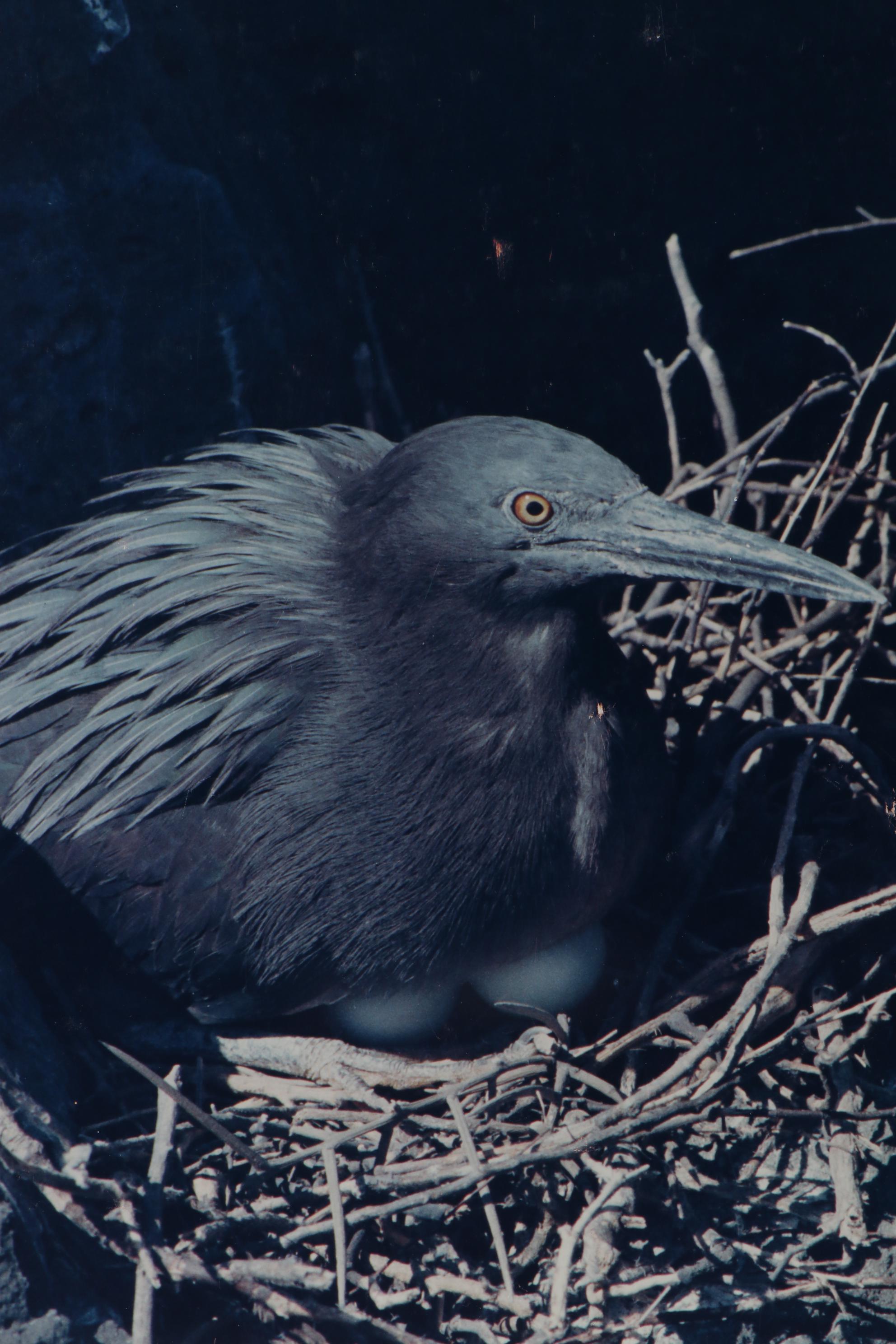 Grant Haist Silver Print Photographs Including "Galapagos Night Heron"