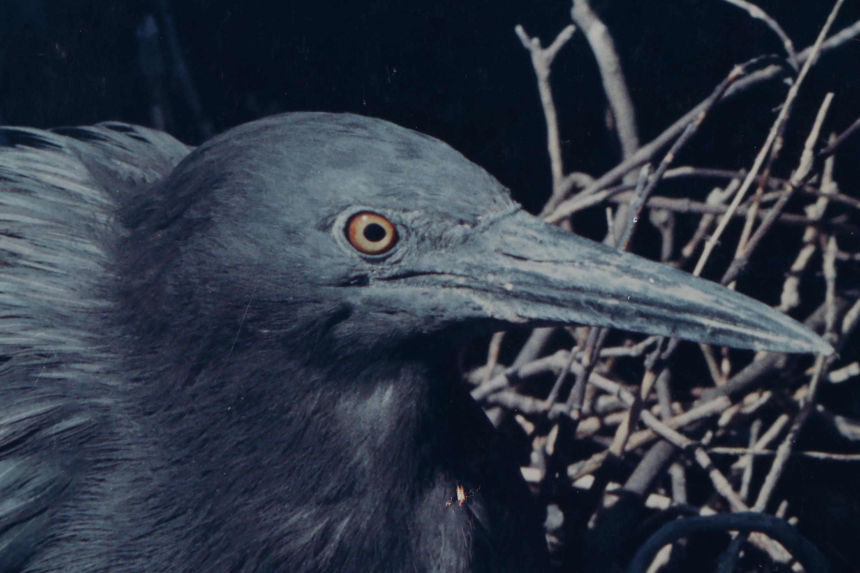 Grant Haist Silver Print Photographs Including "Galapagos Night Heron"