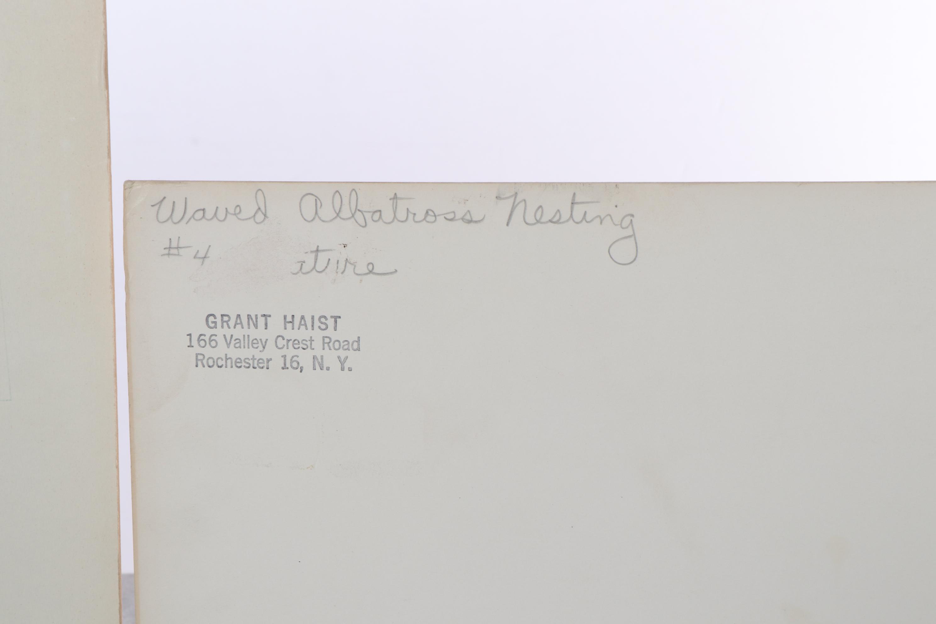 Grant Haist Silver Print Photographs Including "Galapagos Night Heron"