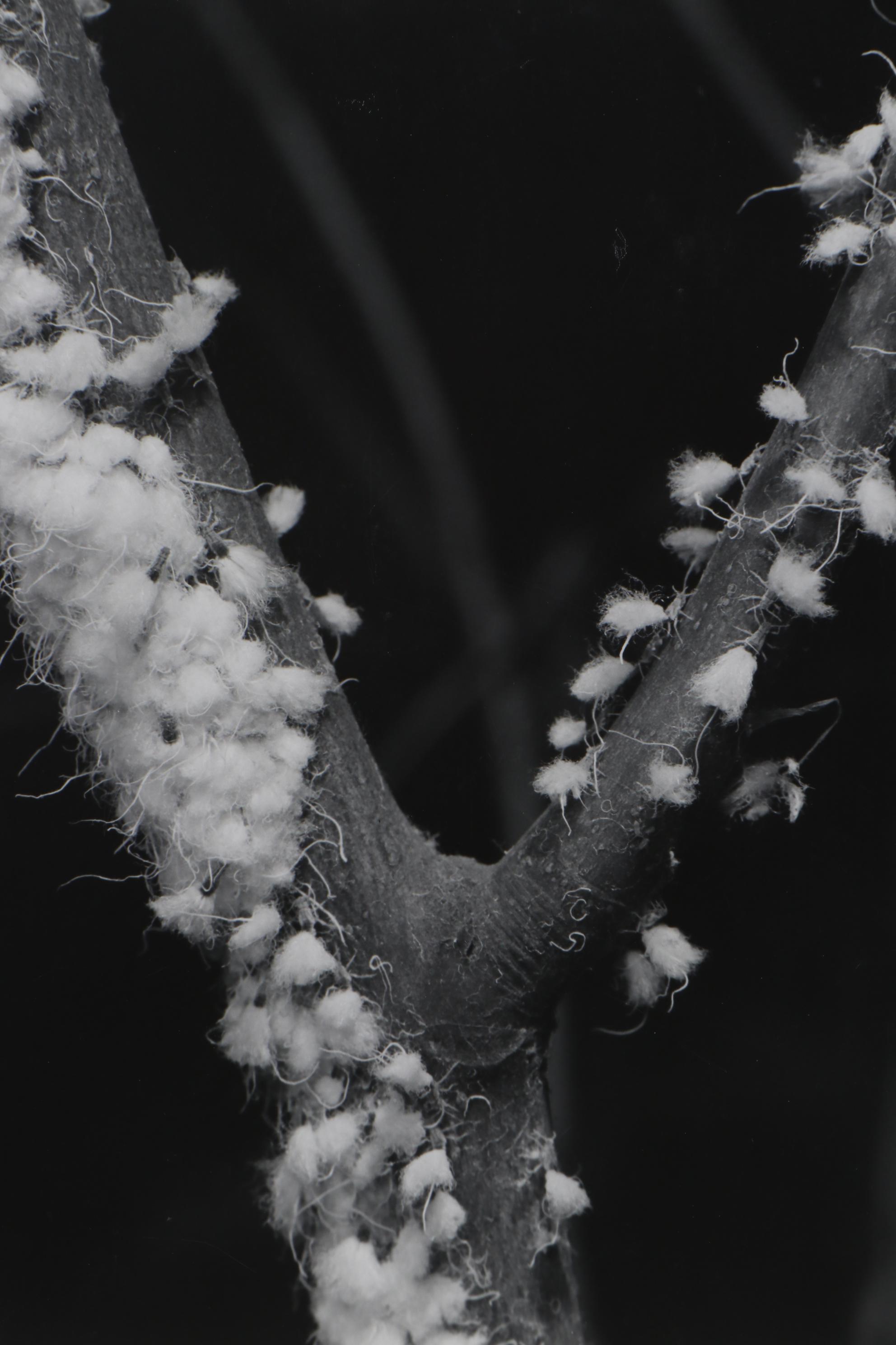 Grant M. Haist Silver Print Photographs Including "Cotton-Backed Aphids"