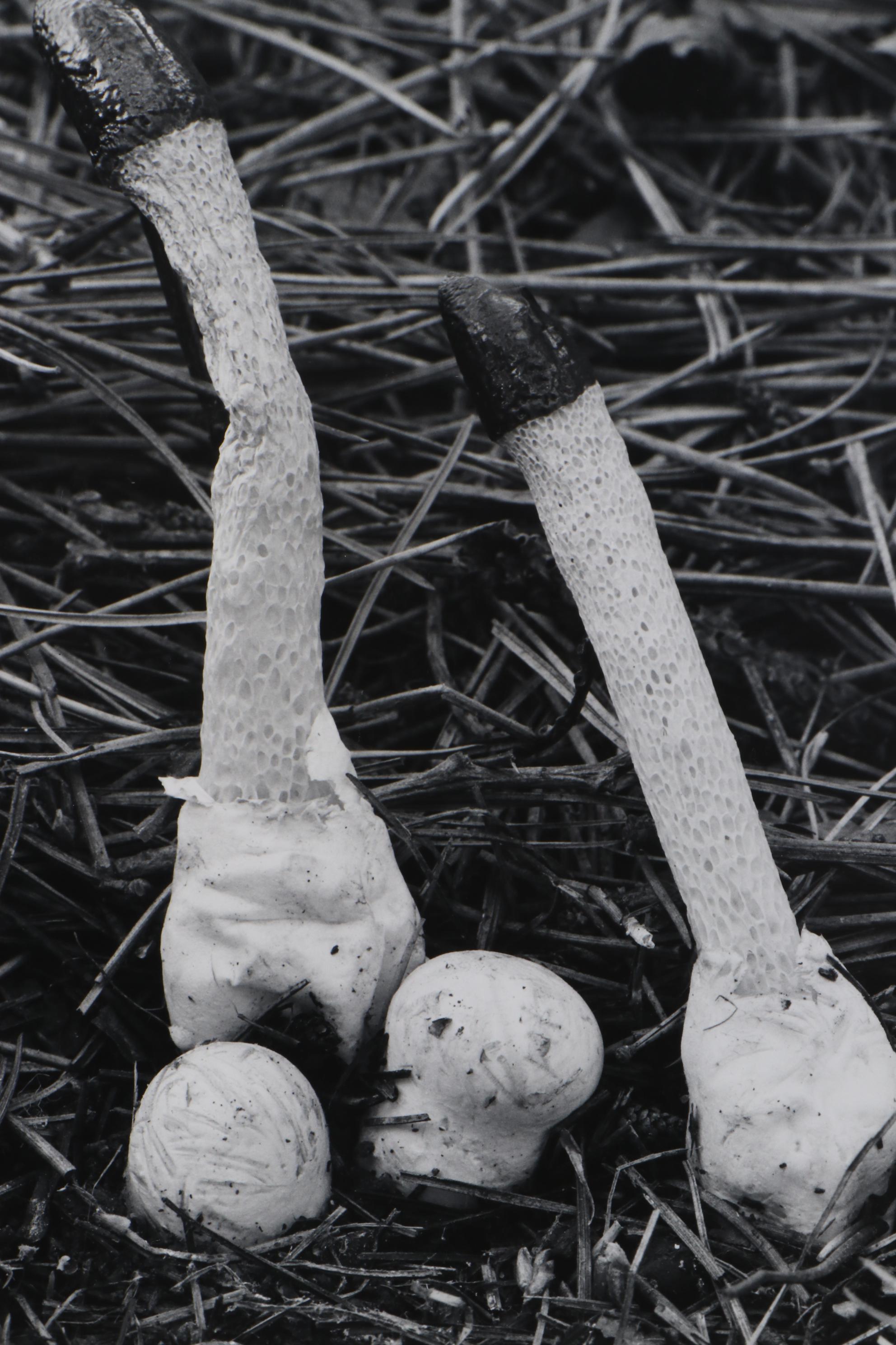 Grant M. Haist Silver Print Photographs Including "Cotton-Backed Aphids"