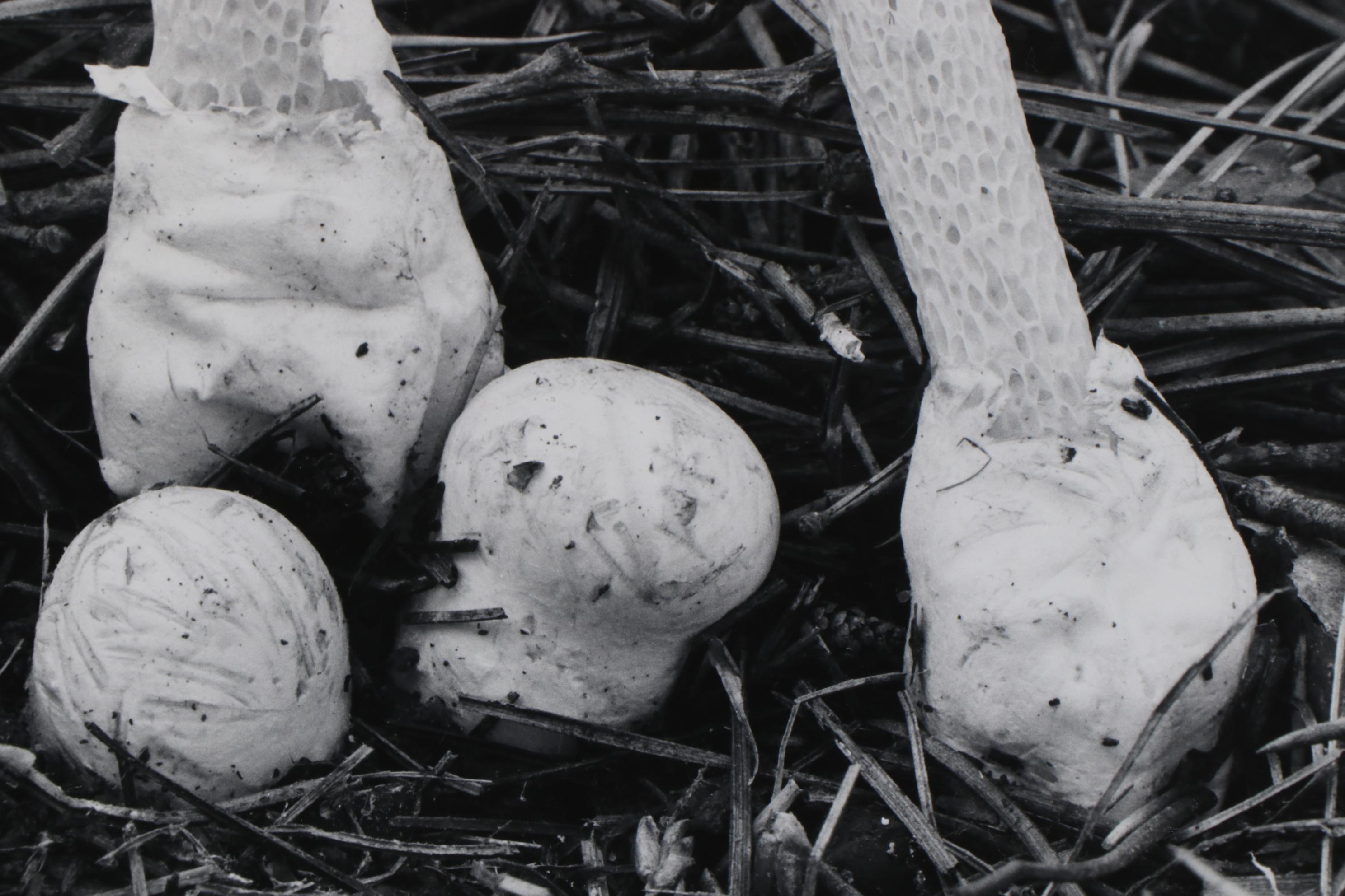Grant M. Haist Silver Print Photographs Including "Cotton-Backed Aphids"