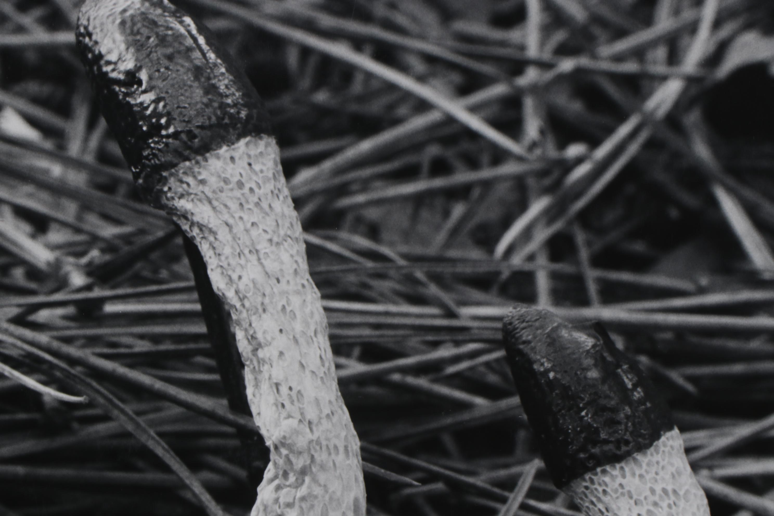 Grant M. Haist Silver Print Photographs Including "Cotton-Backed Aphids"