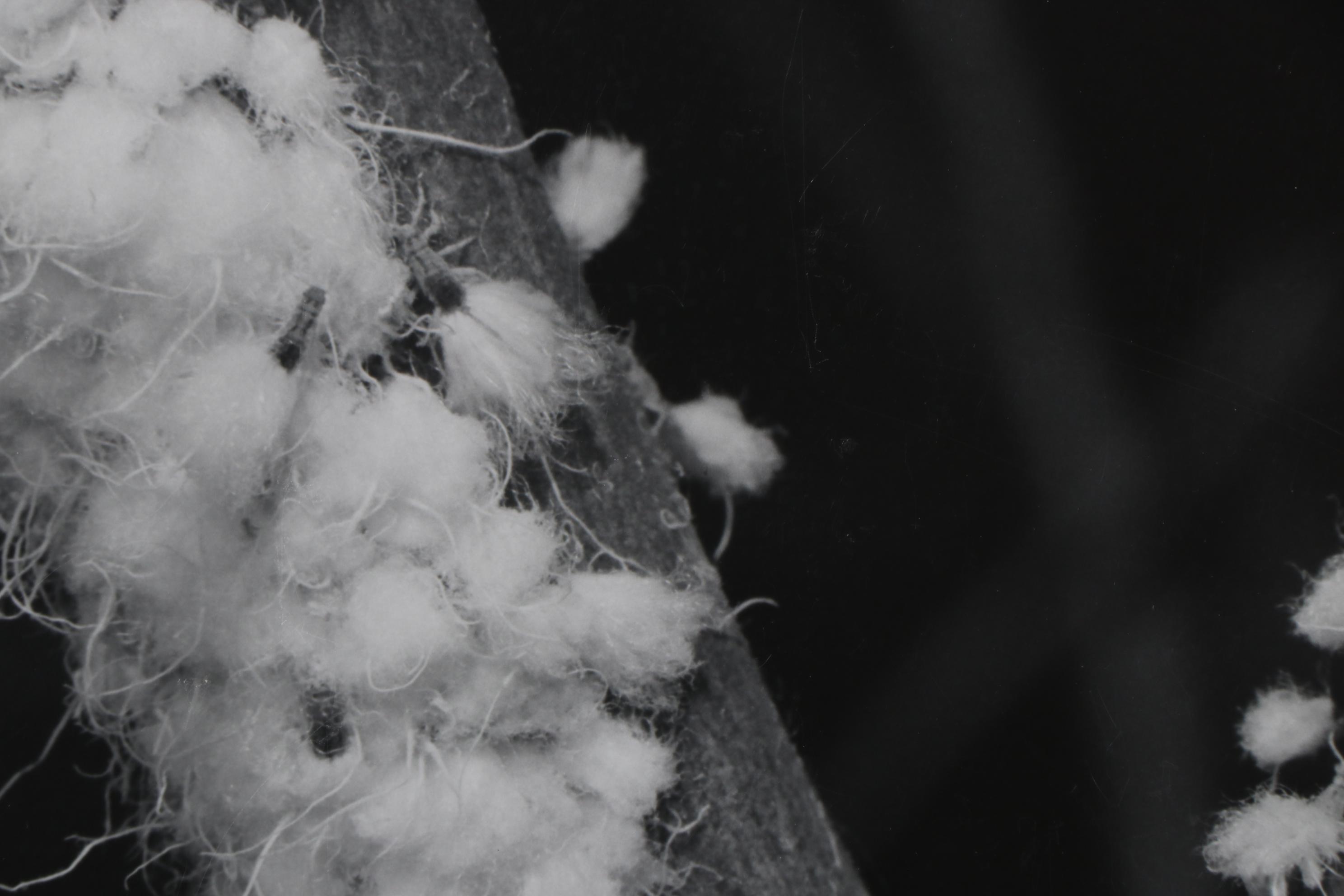 Grant M. Haist Silver Print Photographs Including "Cotton-Backed Aphids"