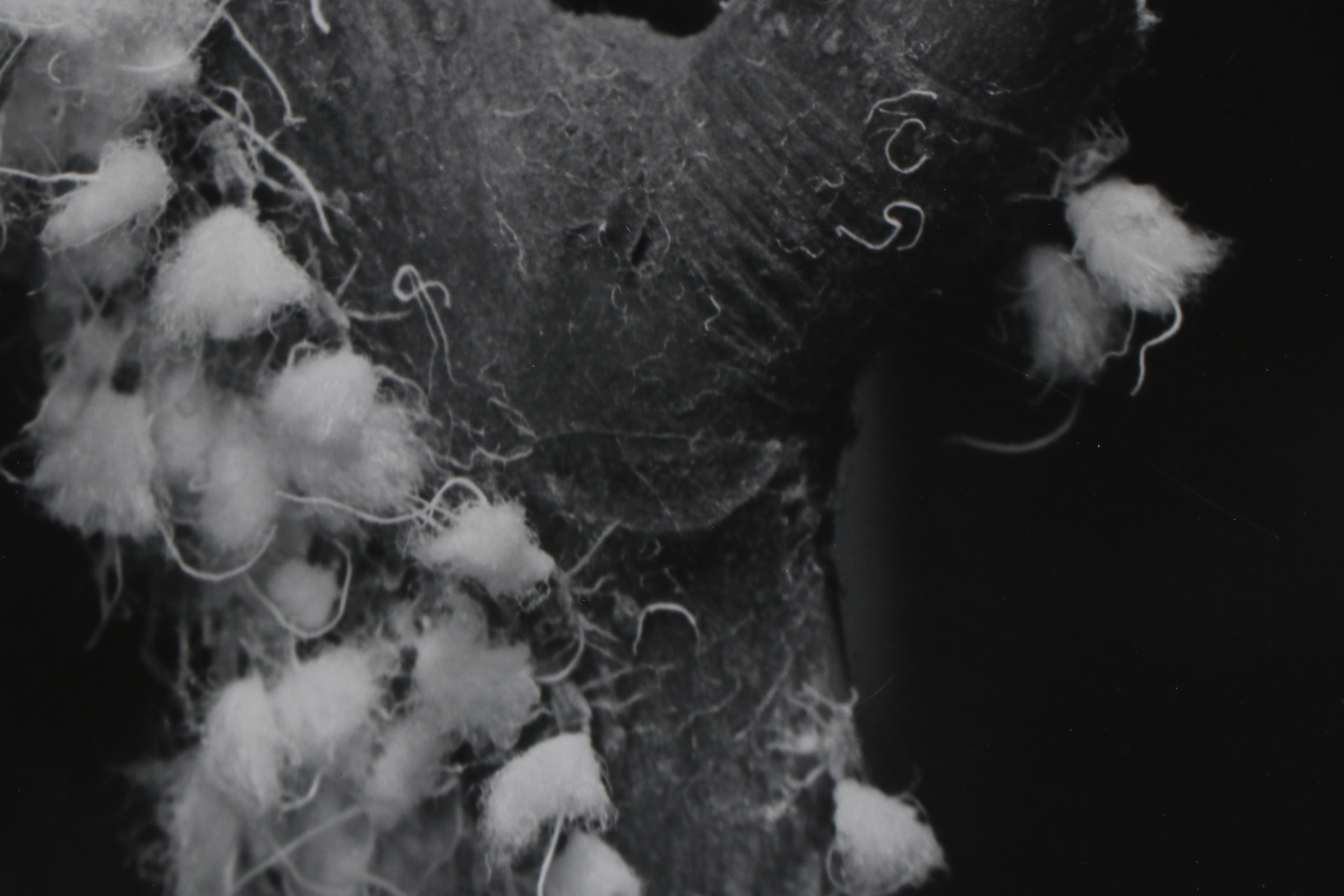 Grant M. Haist Silver Print Photographs Including "Cotton-Backed Aphids"