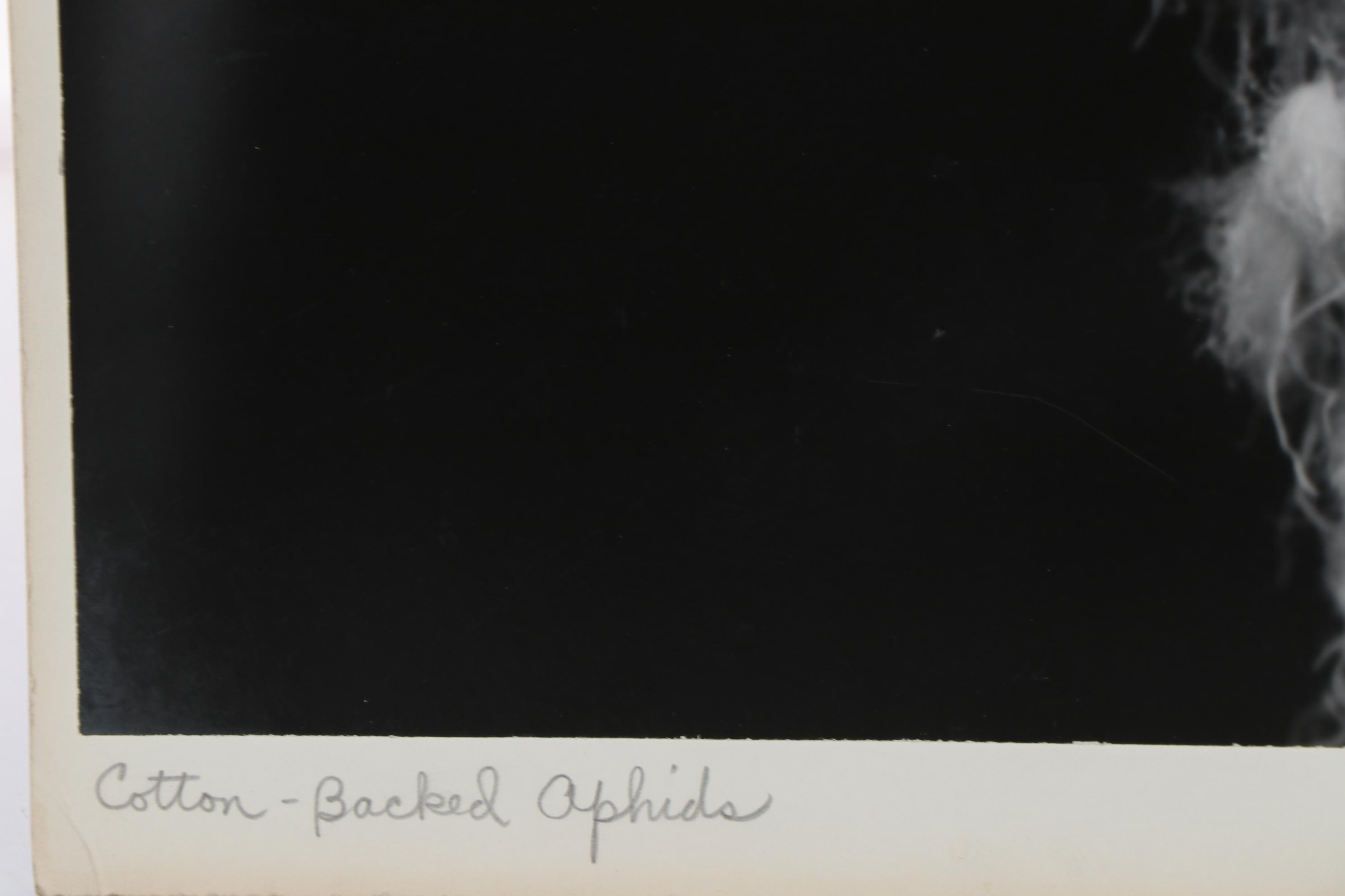 Grant M. Haist Silver Print Photographs Including "Cotton-Backed Aphids"