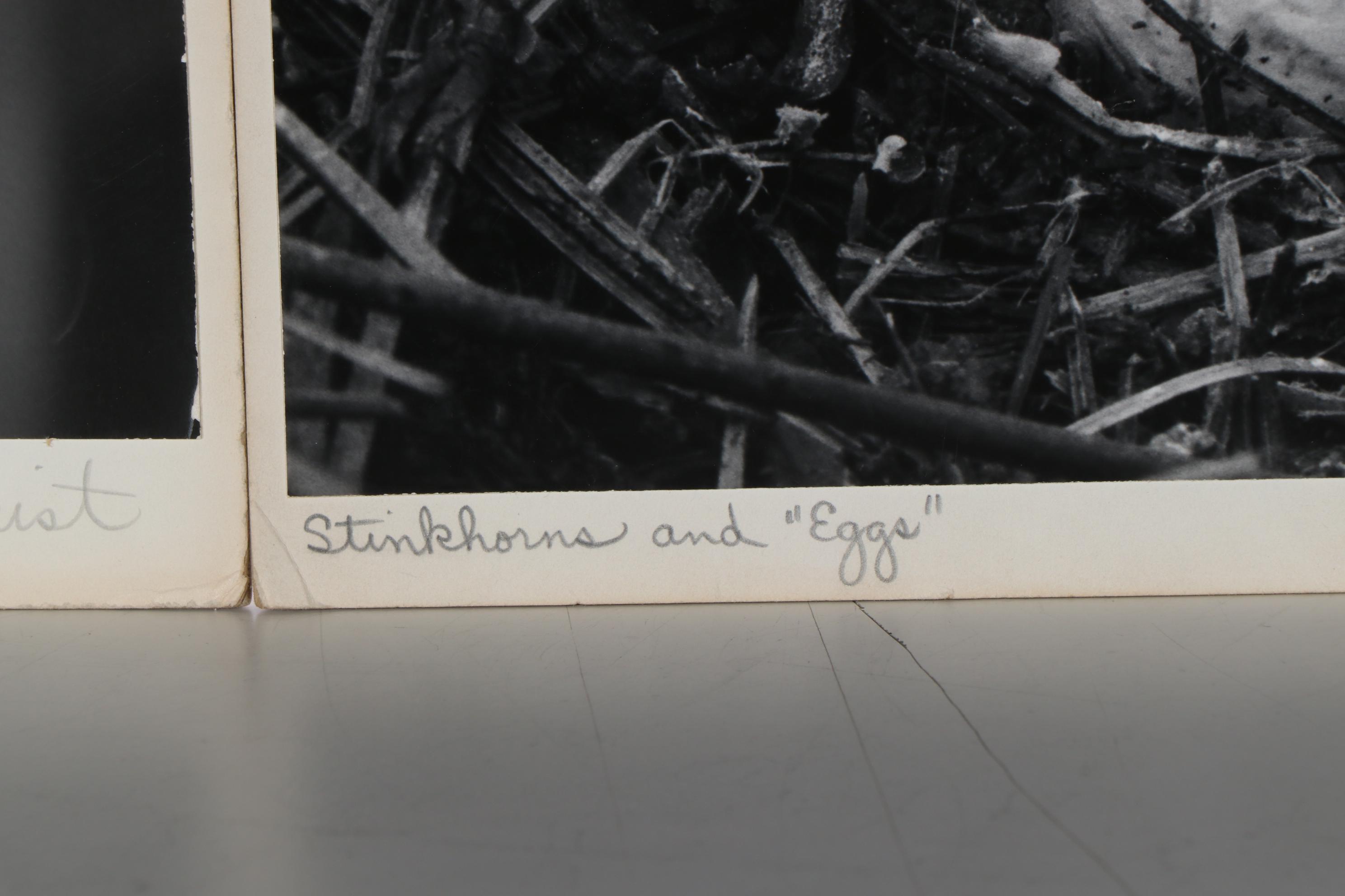 Grant M. Haist Silver Print Photographs Including "Cotton-Backed Aphids"