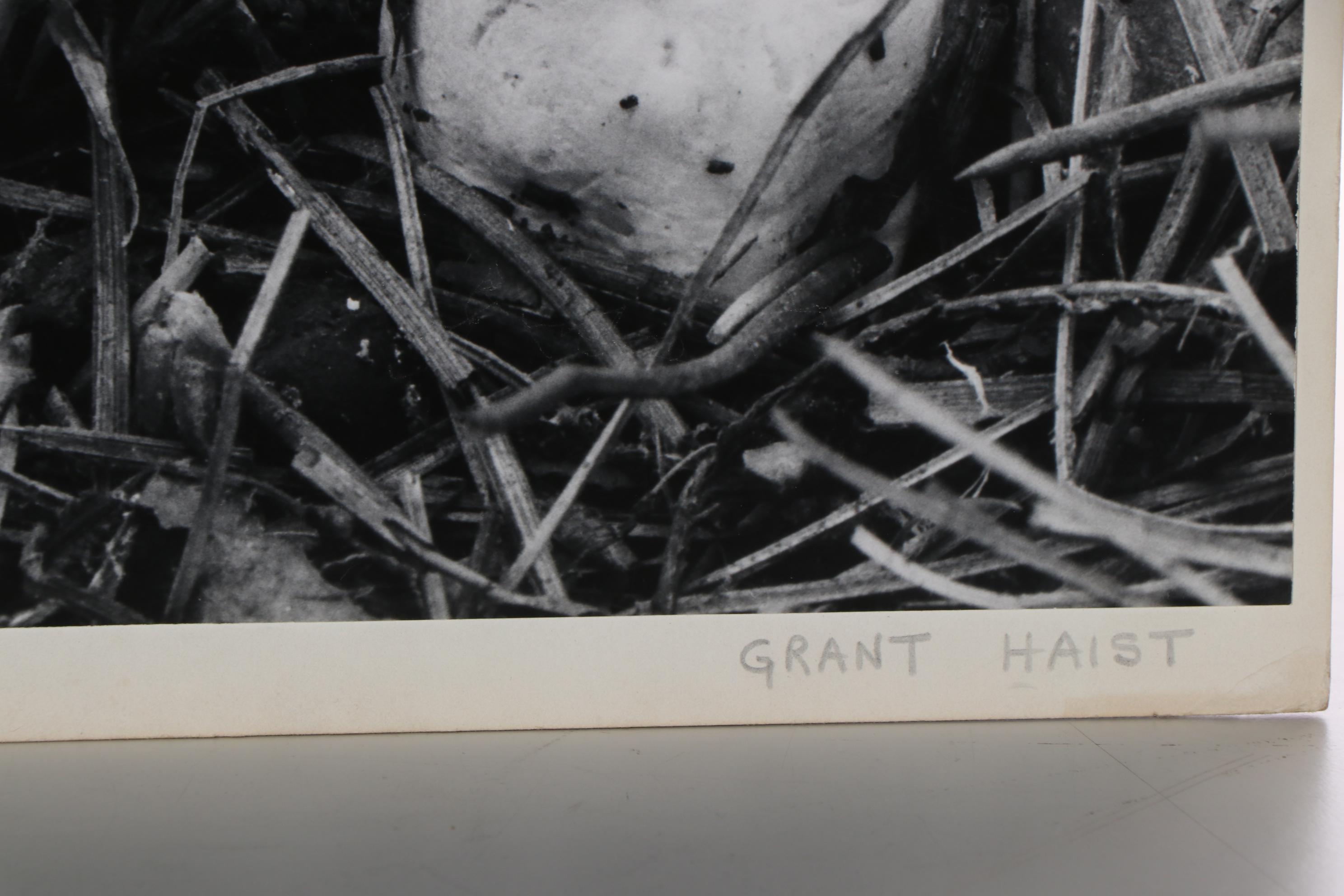 Grant M. Haist Silver Print Photographs Including "Cotton-Backed Aphids"