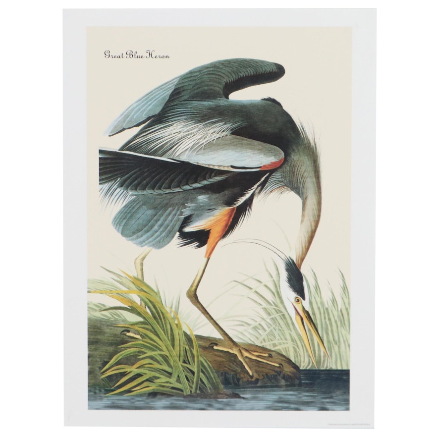 Giclée After John J. Audubon "Great Blue Heron"