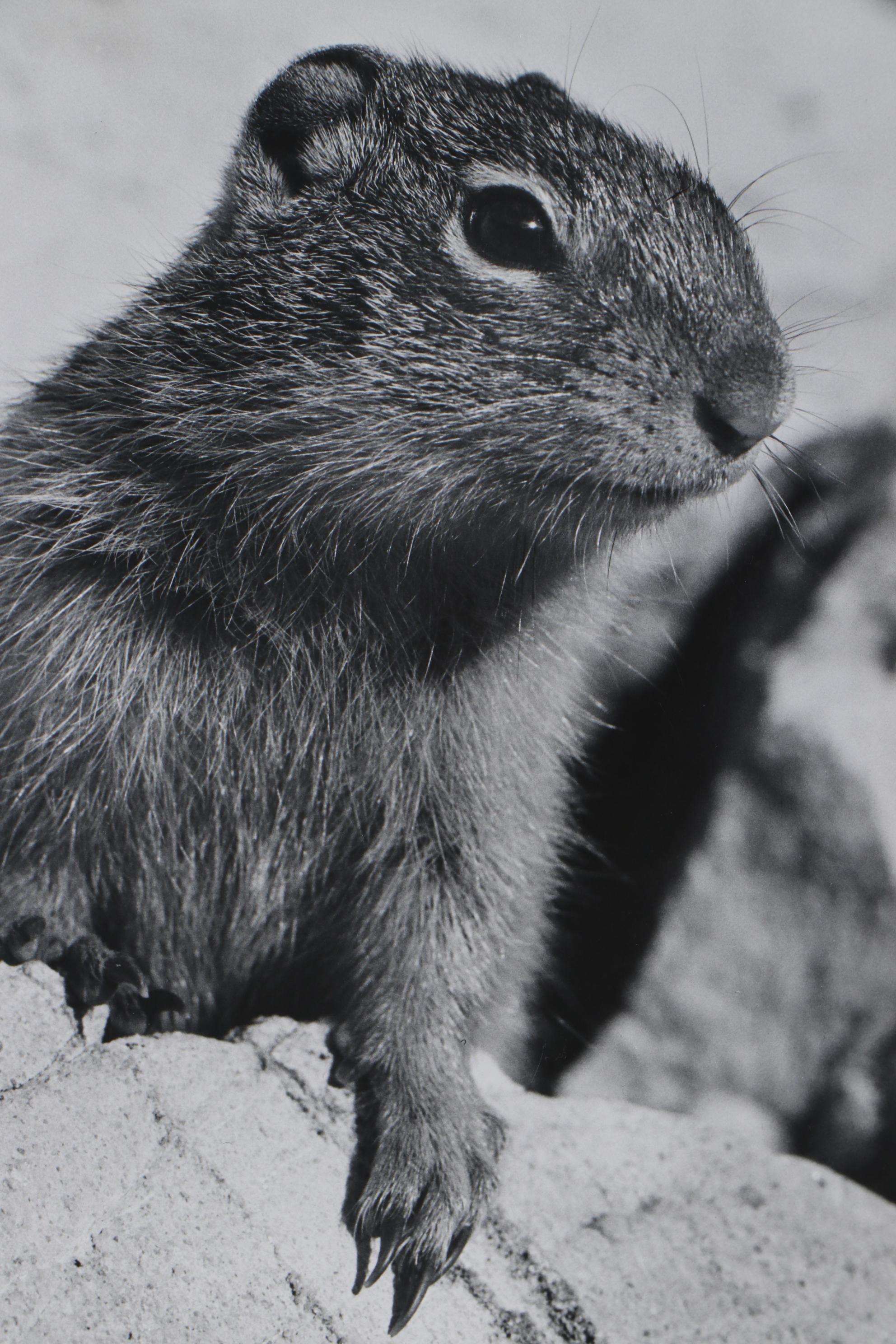 Grant Haist Silver Print Photograph "Alert"