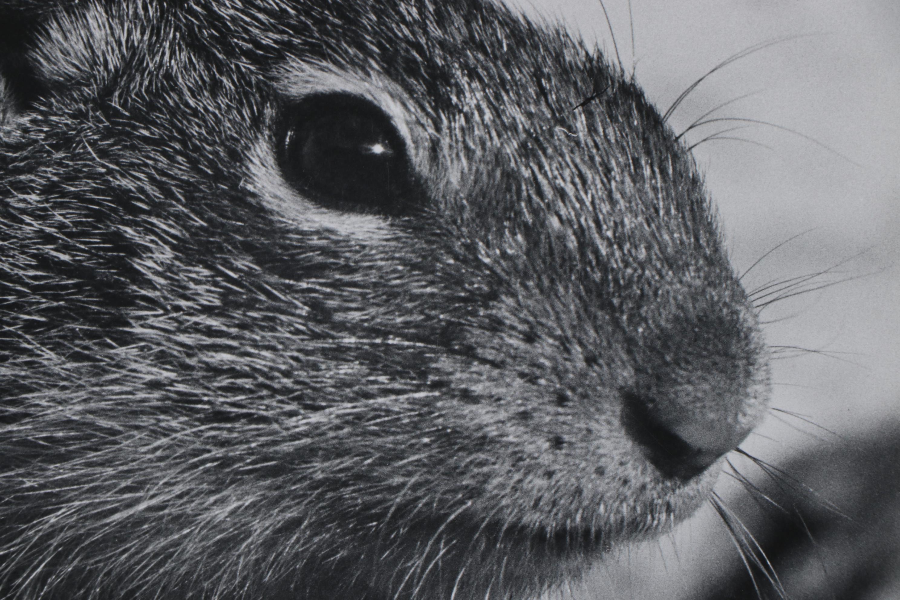 Grant Haist Silver Print Photograph "Alert"