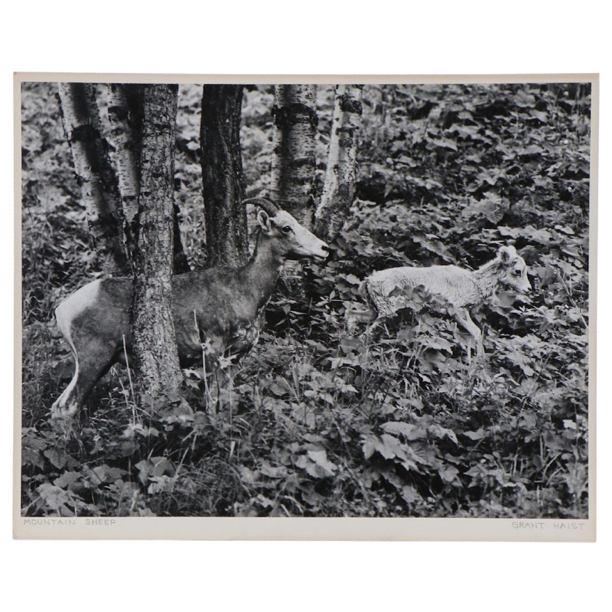 Grant M. Haist Silver Print Photograph "Mountain Sheep"